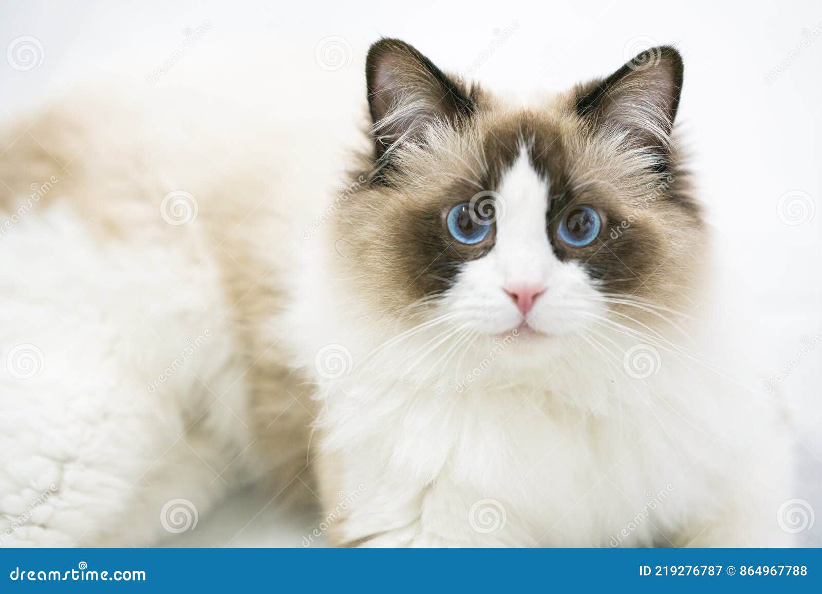 нежная и милая тряпичная кошка Стоковое Изображение - изображение  насчитывающей кот, товарищ: 219276787