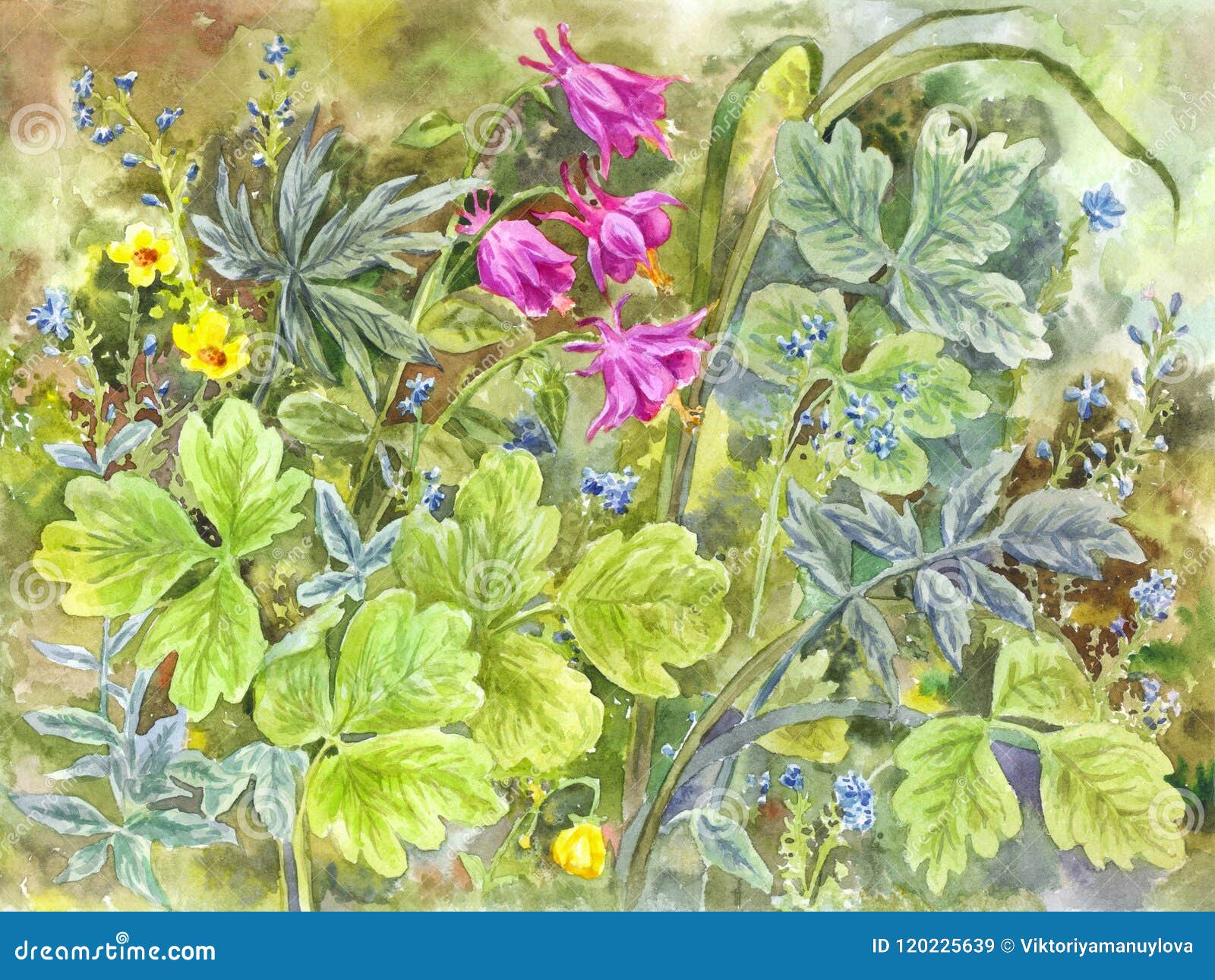 Незабудки и Delphiniums, травинки красивейшая вода Иллюстрация штока -  иллюстрации насчитывающей карточка, зеленый: 120225639