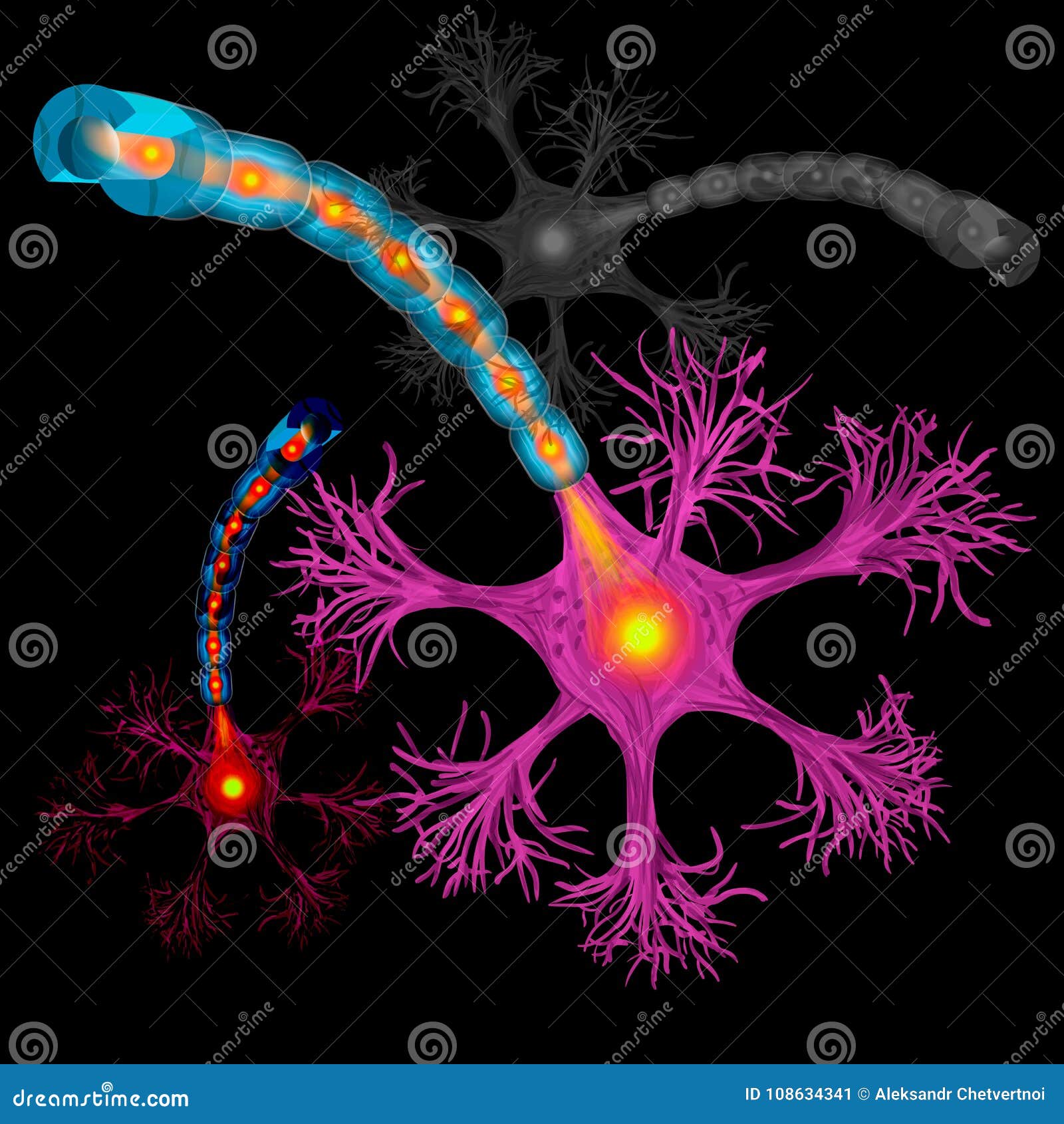 Нейрон, аксон нервной клетки и вещество миелиновой оболочки которое  окружает детализированный аксон Иллюстрация вектора - иллюстрации  насчитывающей микроскопическо, людск: 108634341