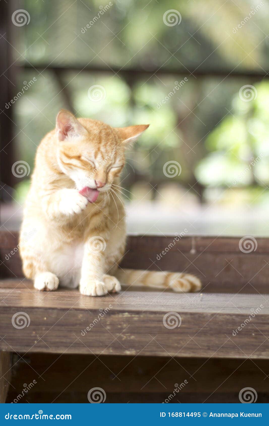 Немецкий кот сидит на траве Стоковое Изображение - изображение  насчитывающей внимательная, глаза: 168814495