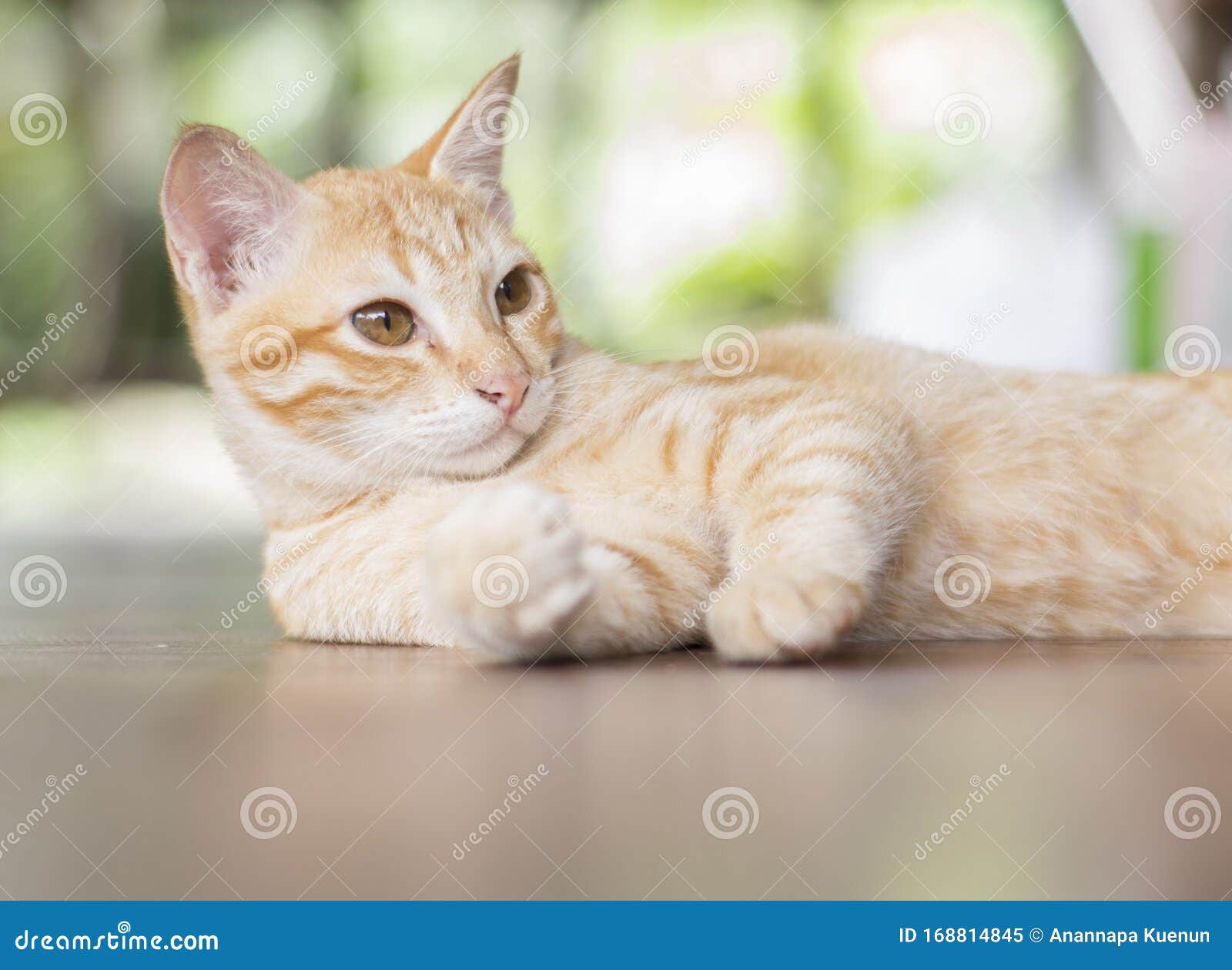 Немецкий кот сидит на траве Стоковое Изображение - изображение  насчитывающей выражение, меховой: 168814845