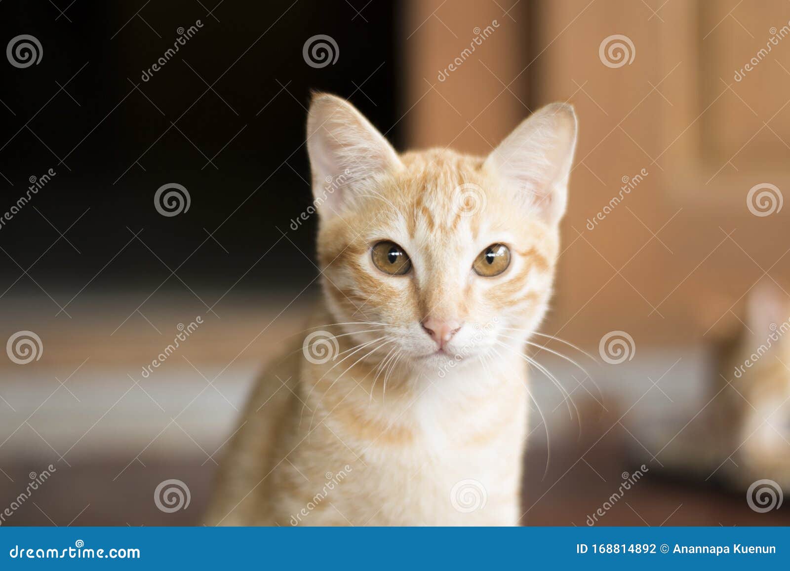Немецкий кот сидит на траве Стоковое Фото - изображение насчитывающей  кошачий, камера: 168814892