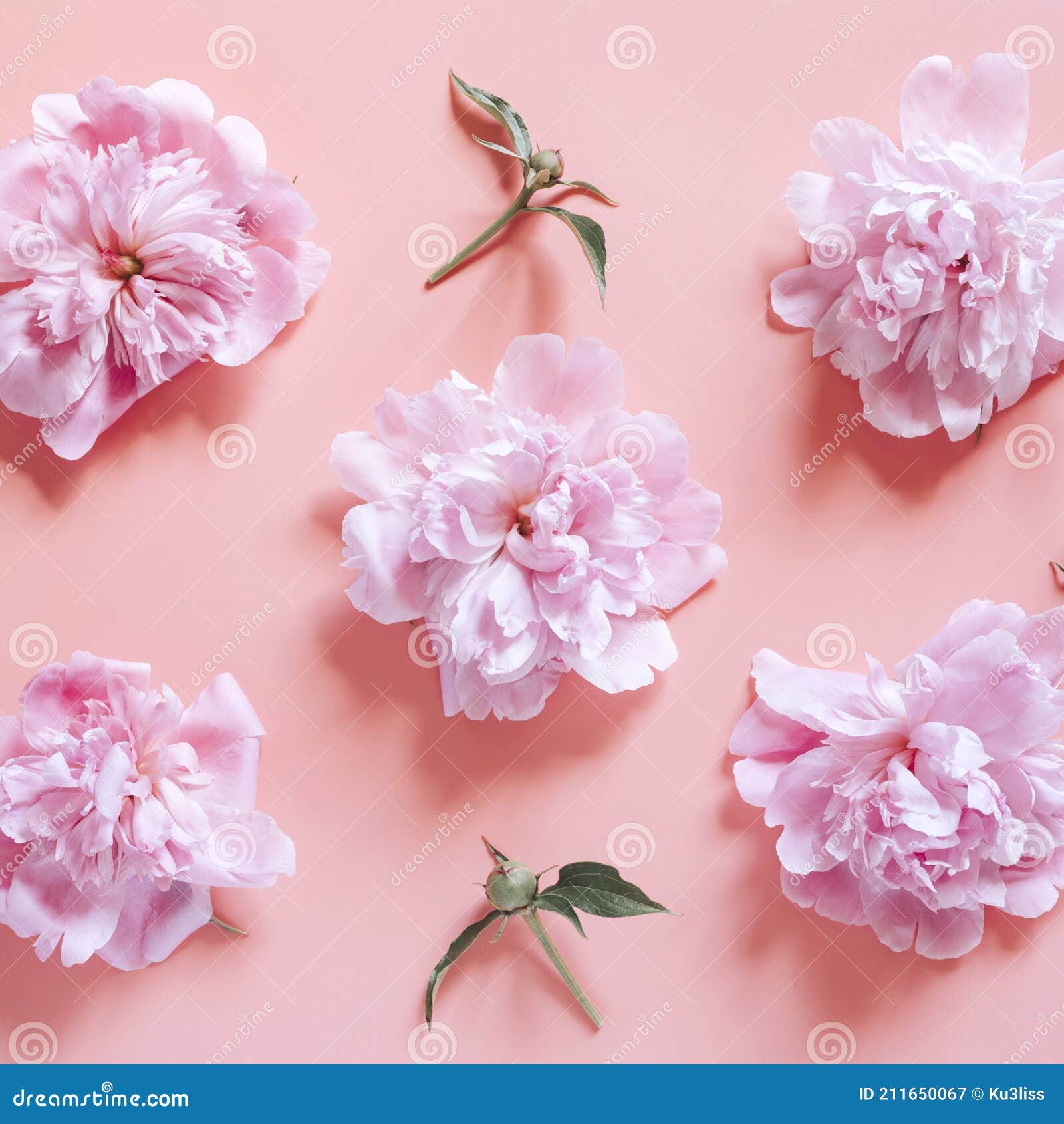 Несколько цветов, повторяя картину пиона полностью пастельный розовый цвети цветут розы бутонами изолированными на бледном- фон. Стоковое Изображение- изображение насчитывающей рамка, приветствие: 211650067