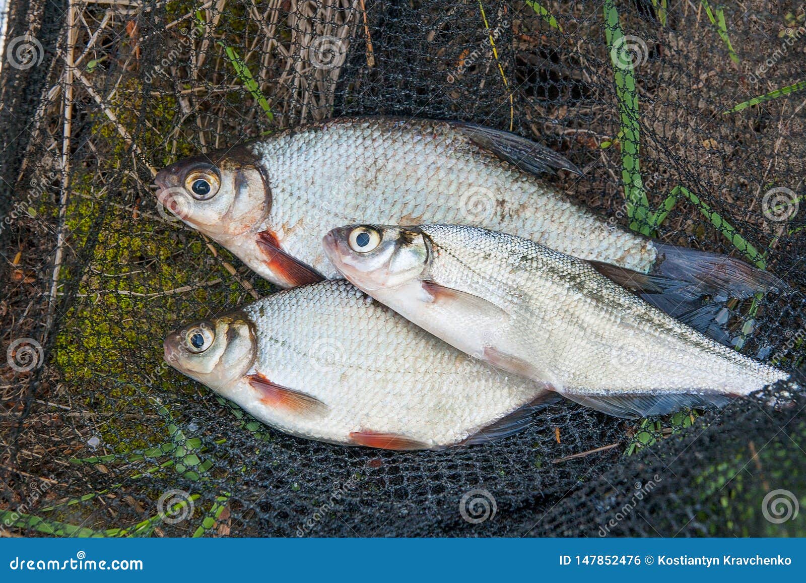 Нескольк пресноводная рыба: белый лещ или серебряные рыбы и Zope или  голубой лещ на черной рыболовной сети Стоковое Фото - изображение  насчитывающей природа, сырцово: 147852476