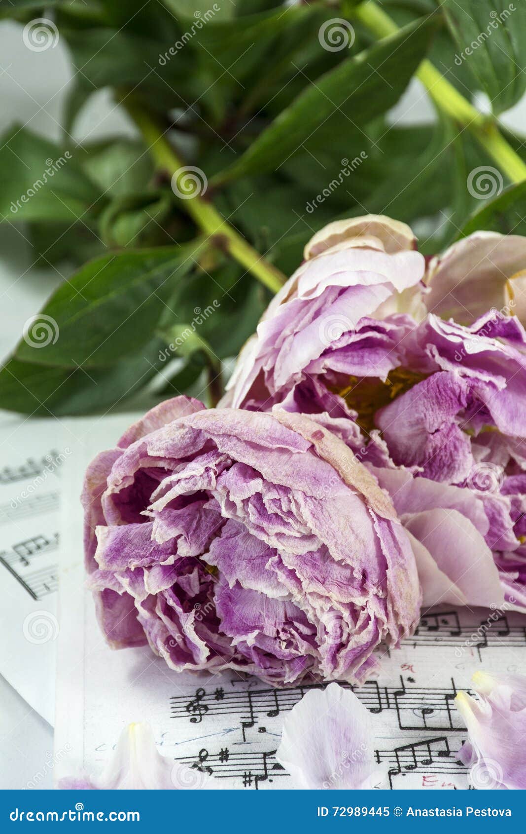 Завядший пион. Пионы завяли. Вялые пионы. Пион вянет. Завяли пионы. Завядший пион. Пионы завяли. Вялые пионы. Пион вянет.