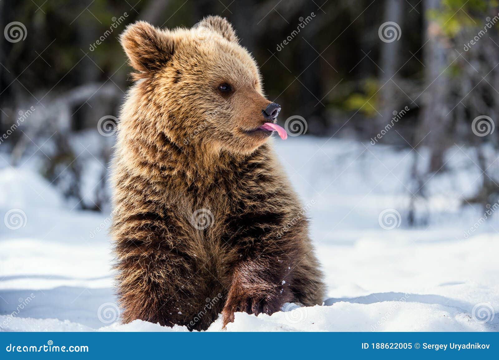 Новичок медведя в лесу зимы. Стоковое Изображение - изображение  насчитывающей природа, снежок: 188622005