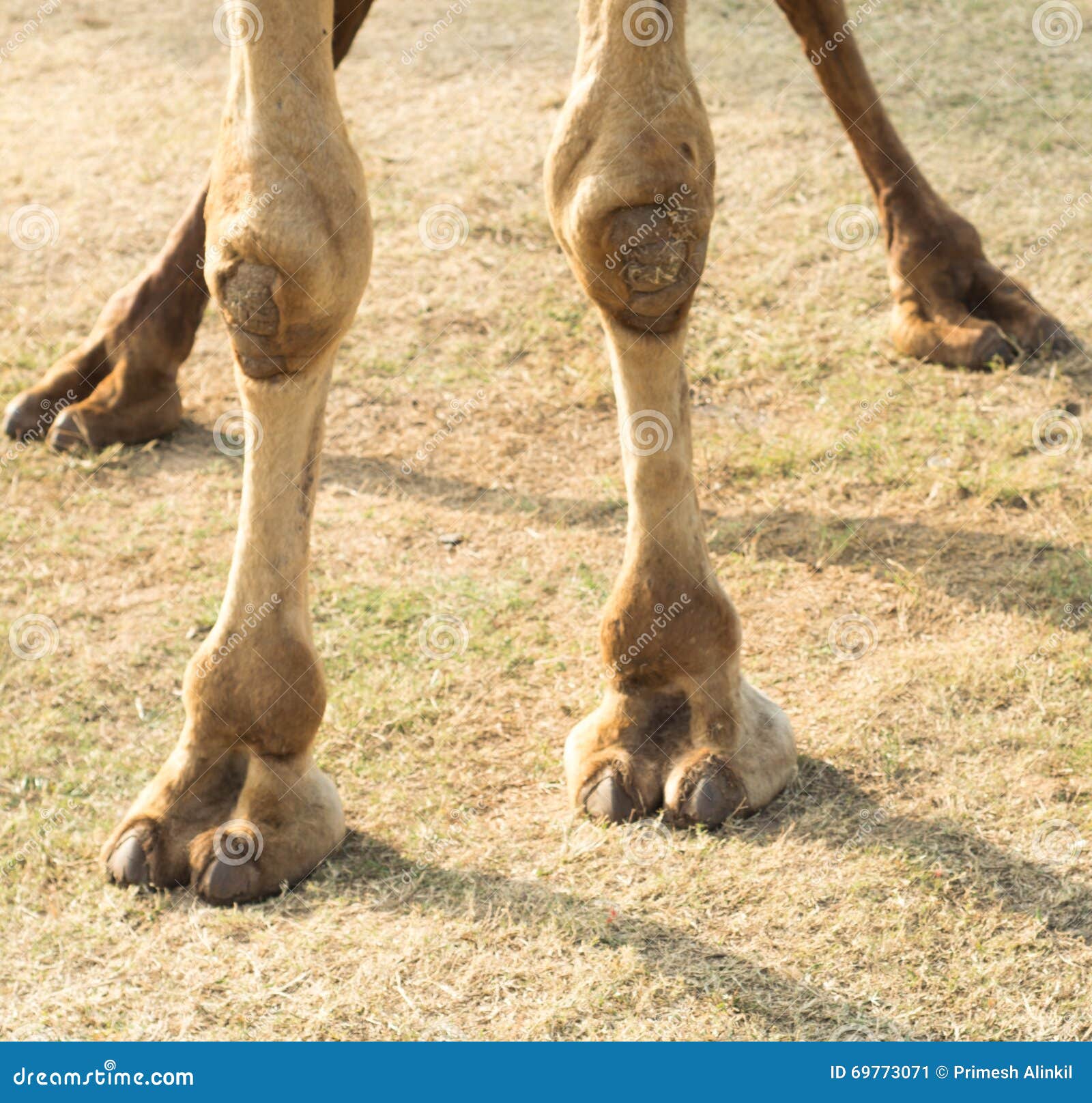 Ноги верблюда стоковое изображение. изображение насчитывающей  вегетарианский - 69773071