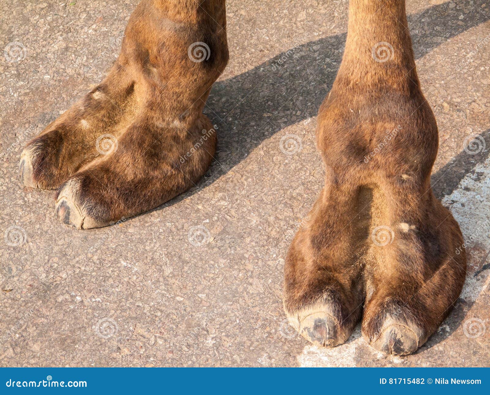 Ноги верблюда стоковое фото. изображение насчитывающей ноги - 81715482