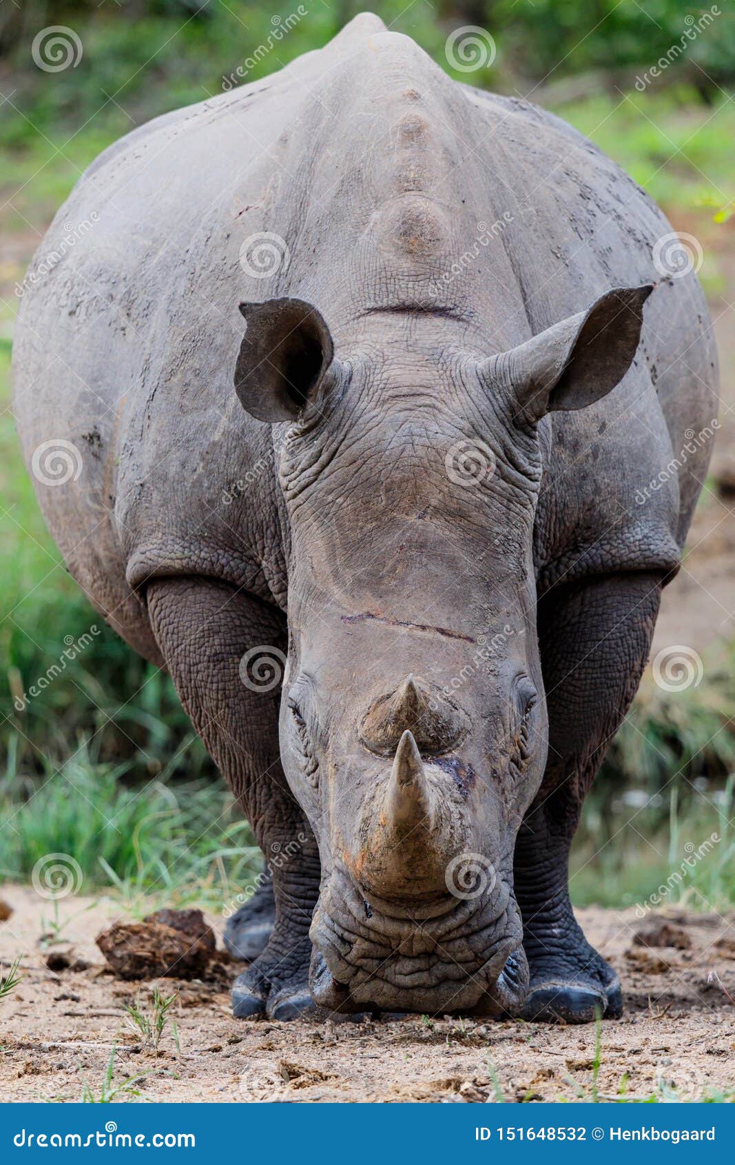 носорогу в жопе голова фото 84