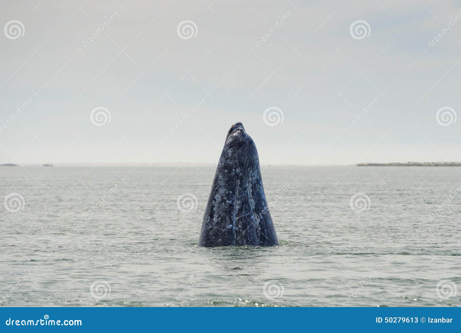 Фото переводчик кита. Киты маму. Нос кита. Рёбра кита торчащие из земли на севере. Иди кит.