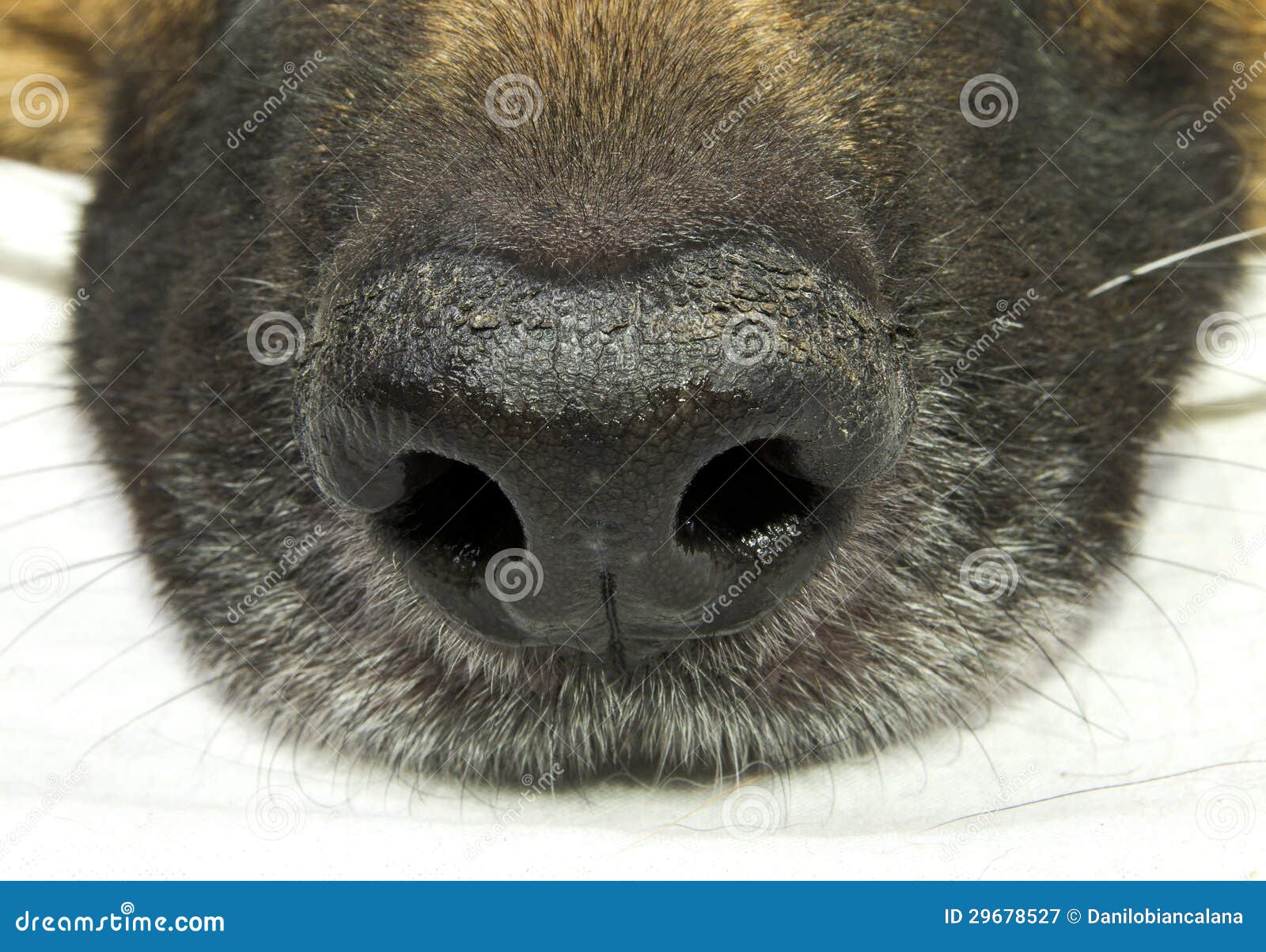 У собаки на носу корка. Гиперкератоз НОСАМУ собак. Гиперкератоз у собаки на носу.