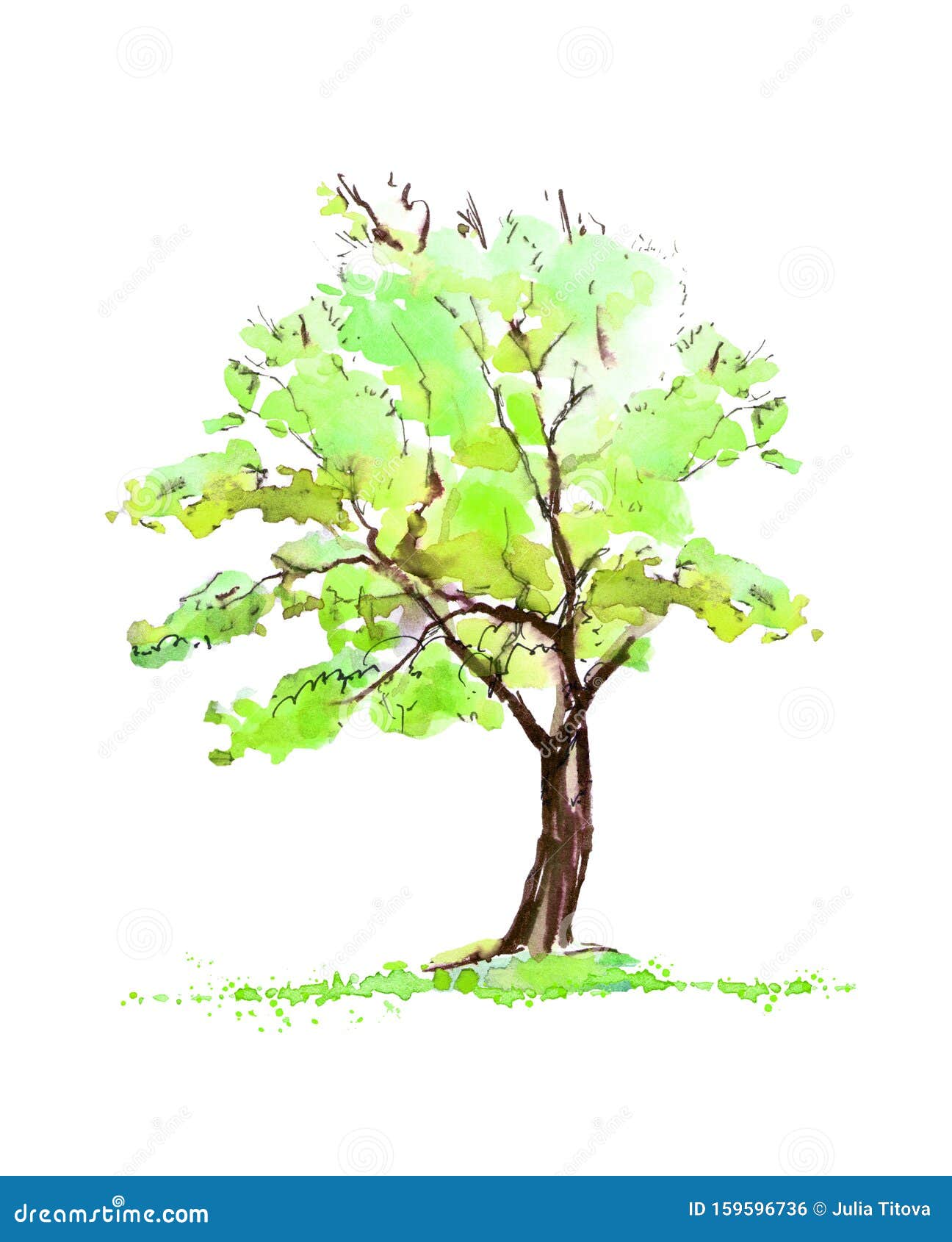 Оак Децидуусное дерево летом Рисунок Иллюстрация штока - иллюстрации  насчитывающей прутяной, сад: 159596736