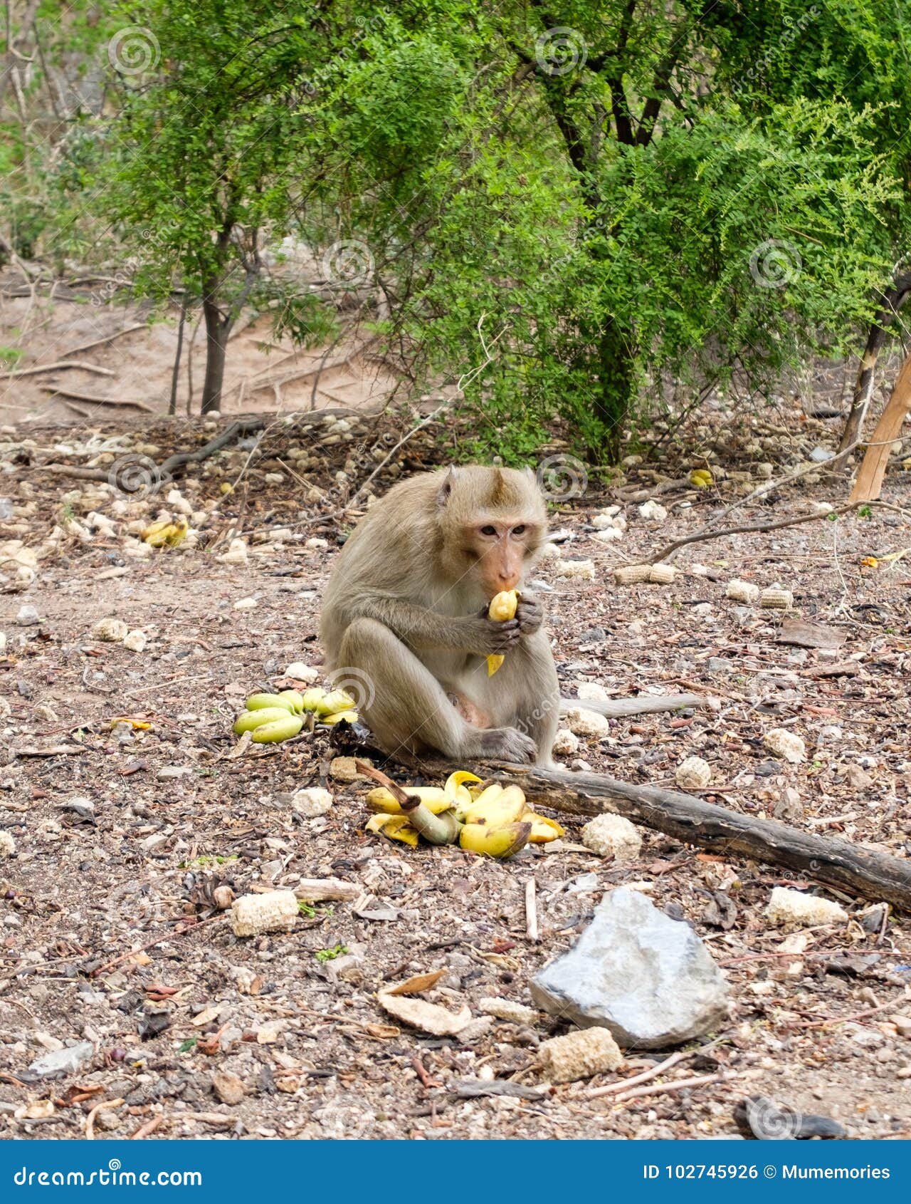 Сколько бананов едят обезьяны. Обезьяна ест банан. Обезьяна ест манго. Обезьянка ест бананы в лесу. Обезьяна в тропиках ест банан.