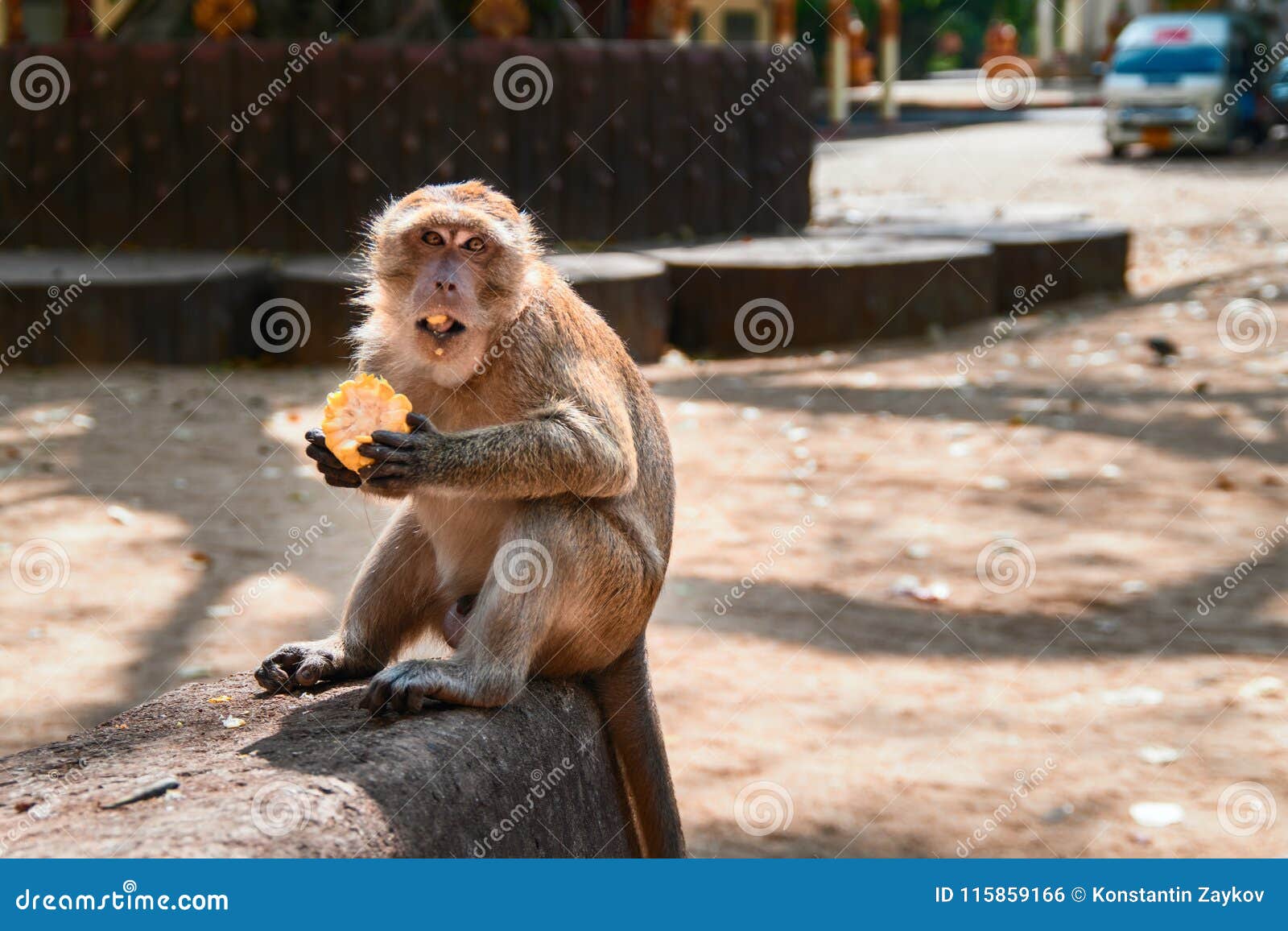 обезьянка за рулем. обезьяна за рулем машины. обезьян «маготы гибралтара»,. обезьяны в дели в городе. обезьяна дорога.