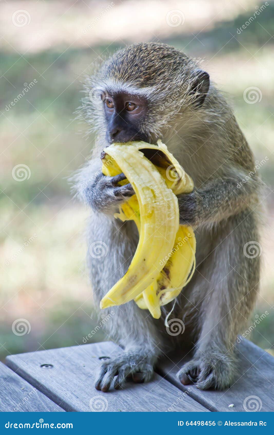 Сколько бананов едят обезьяны. Обезьянка и бананы. Макаки с бананами. Обезьяна ест банан. Шимпанзе ест банан.