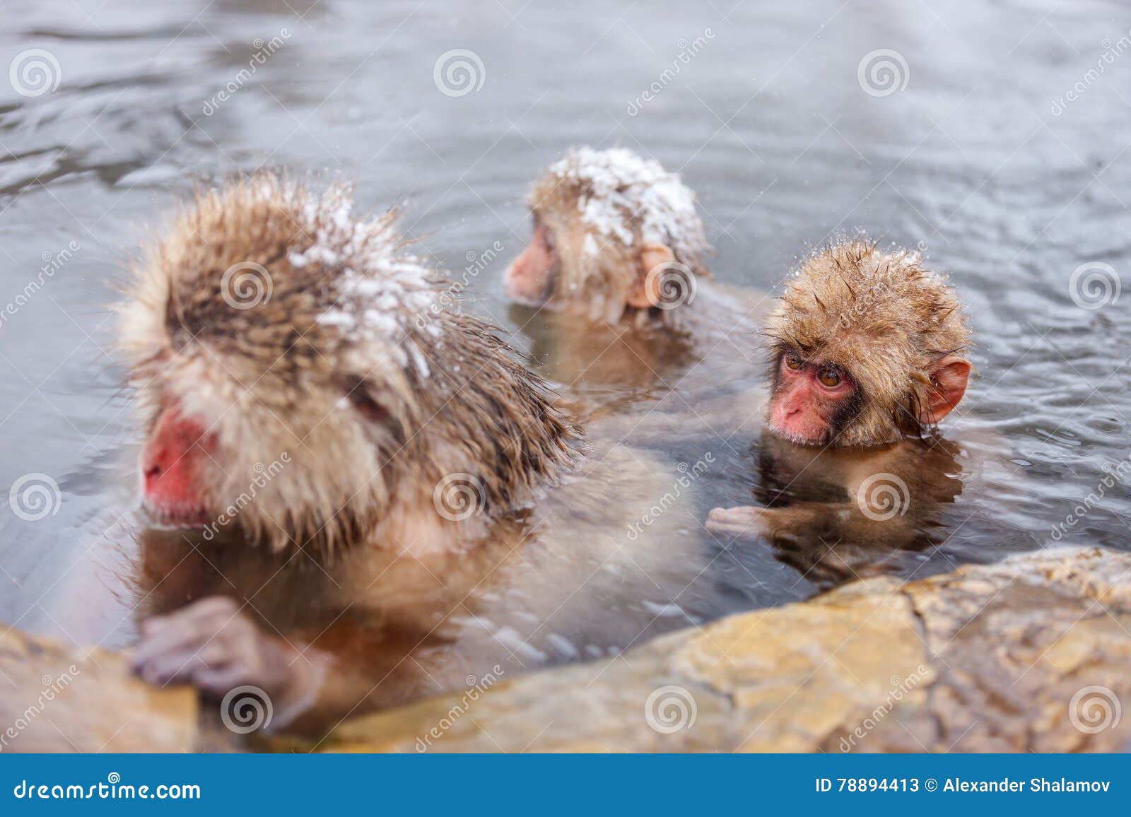 Группа обезьяна купается в теплой