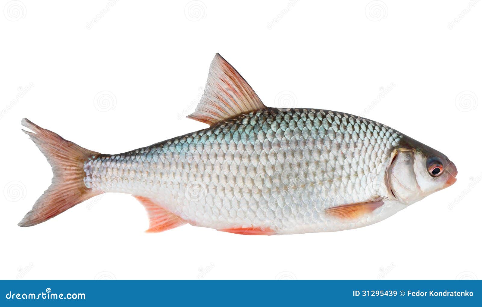 Fish bash. Интерактивная оболочка. Path fish. Path fish. Игра китолет.