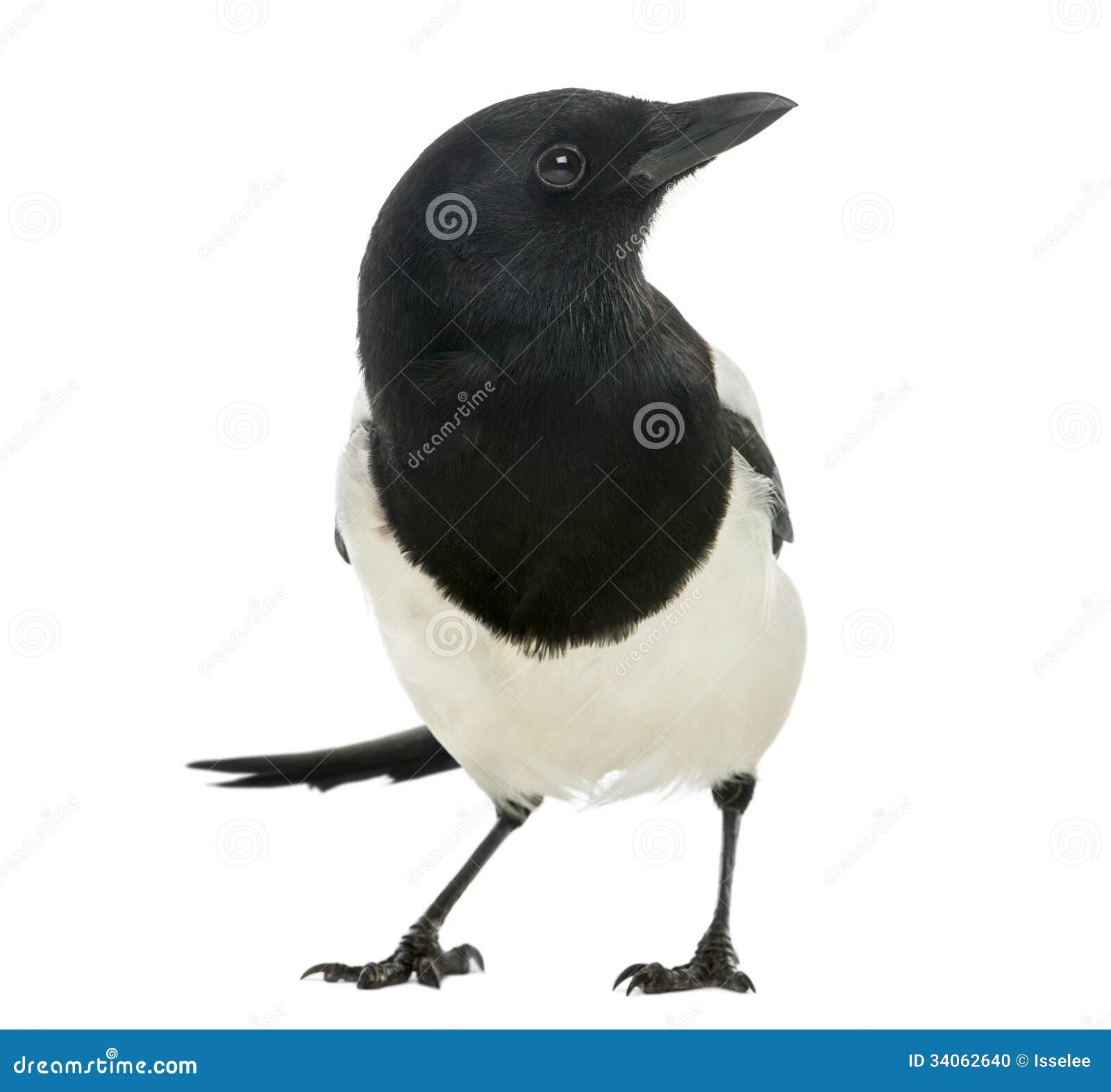 Числительного сорок. Сорок общий. Фото idioma. Сорока пика пика. Сорок сорок для своих сорочат сорок сорочек не ссорясь строчат.