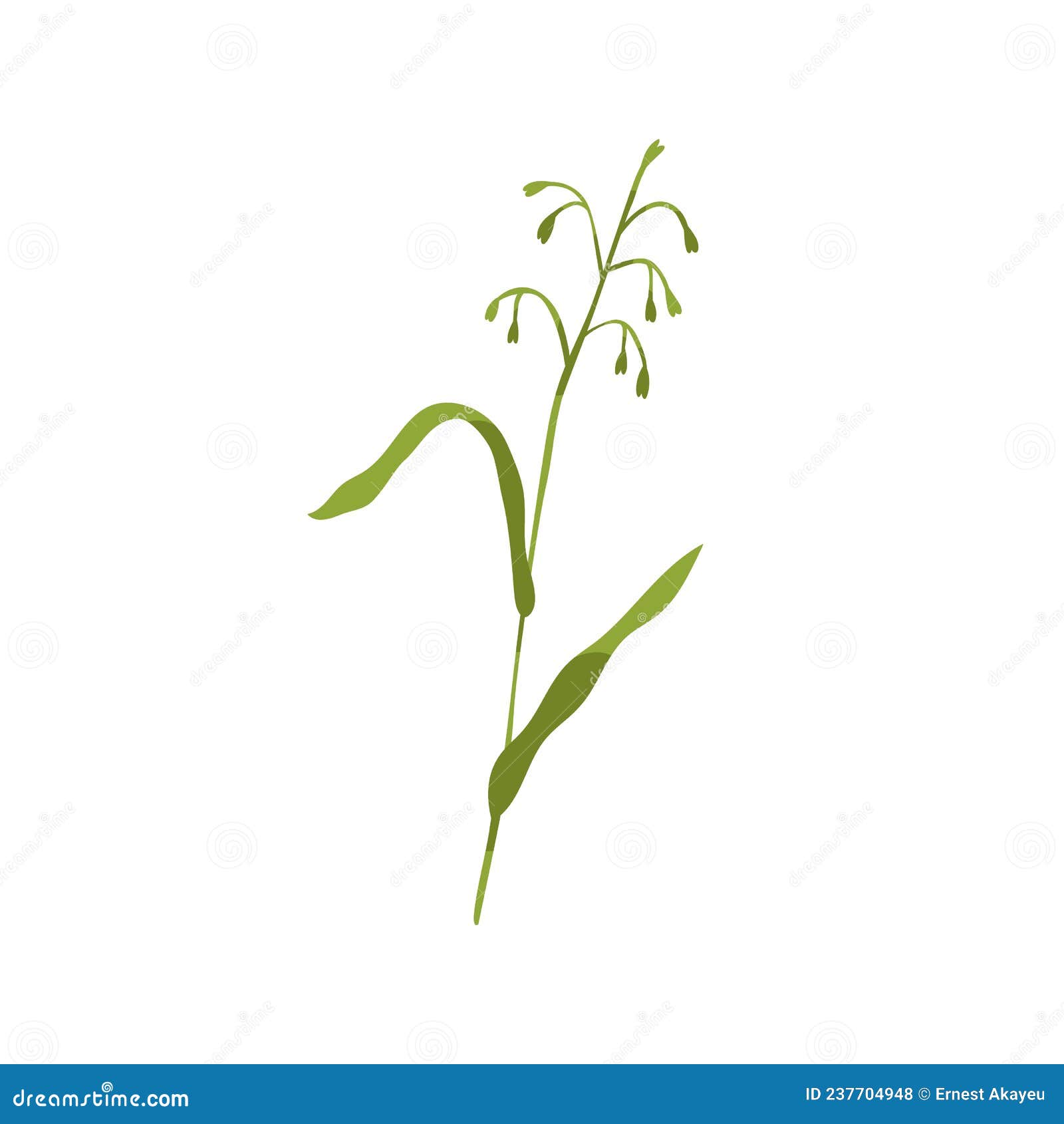 обычная дикая трава. ботанический рисунок зеленого растения на стебле с  листьями. иллюстрация плоского вектора ботаники Иллюстрация вектора -  иллюстрации насчитывающей лужок, травянистый: 237704948