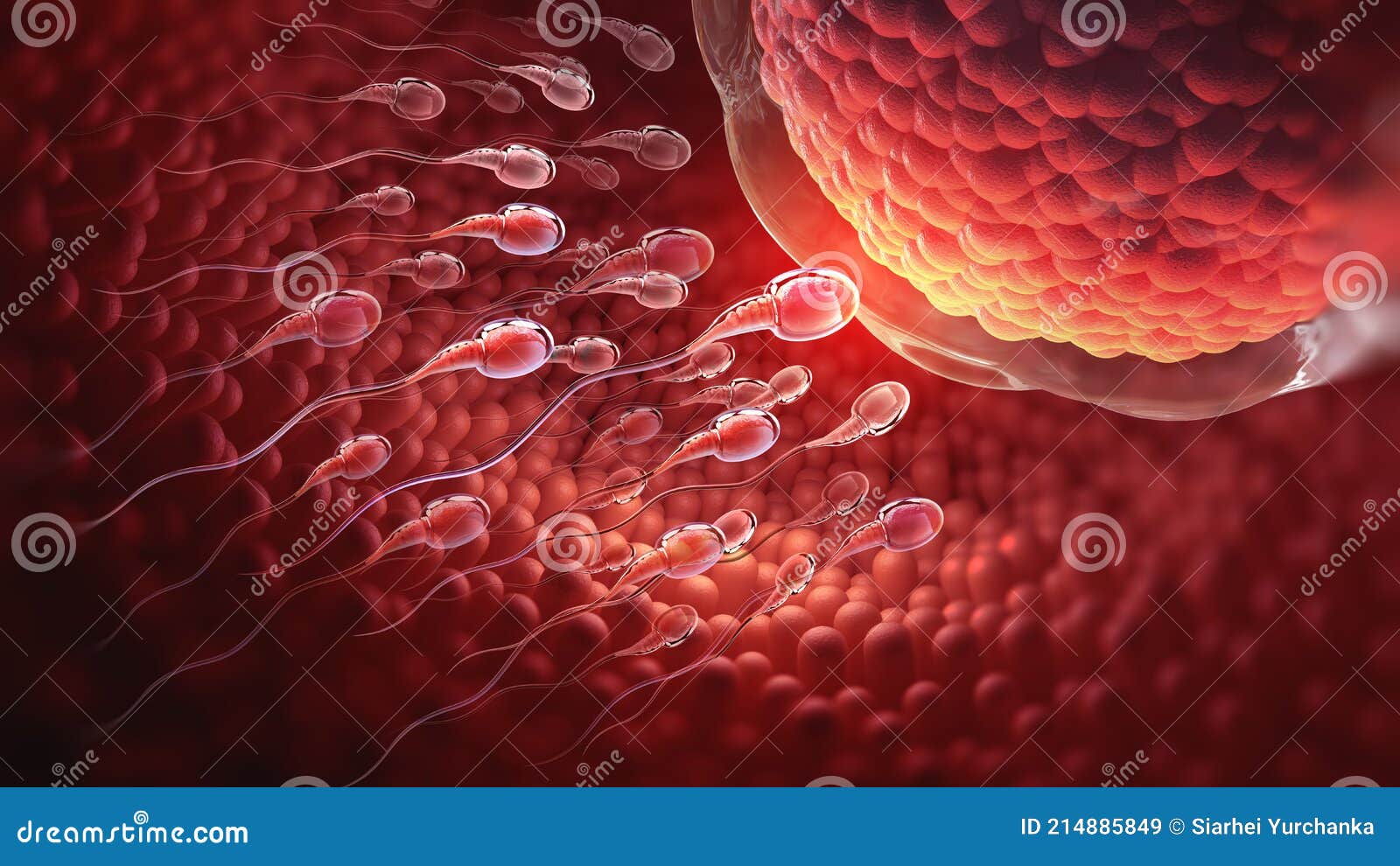 Sperm 3d