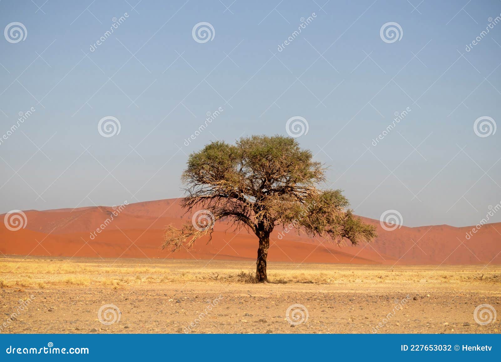 одинокое сухое дерево стоит посреди пустыни рядом с песчаной дюной соссвлея  Стоковое Фото - изображение насчитывающей красивейшее, напольно: 227653032