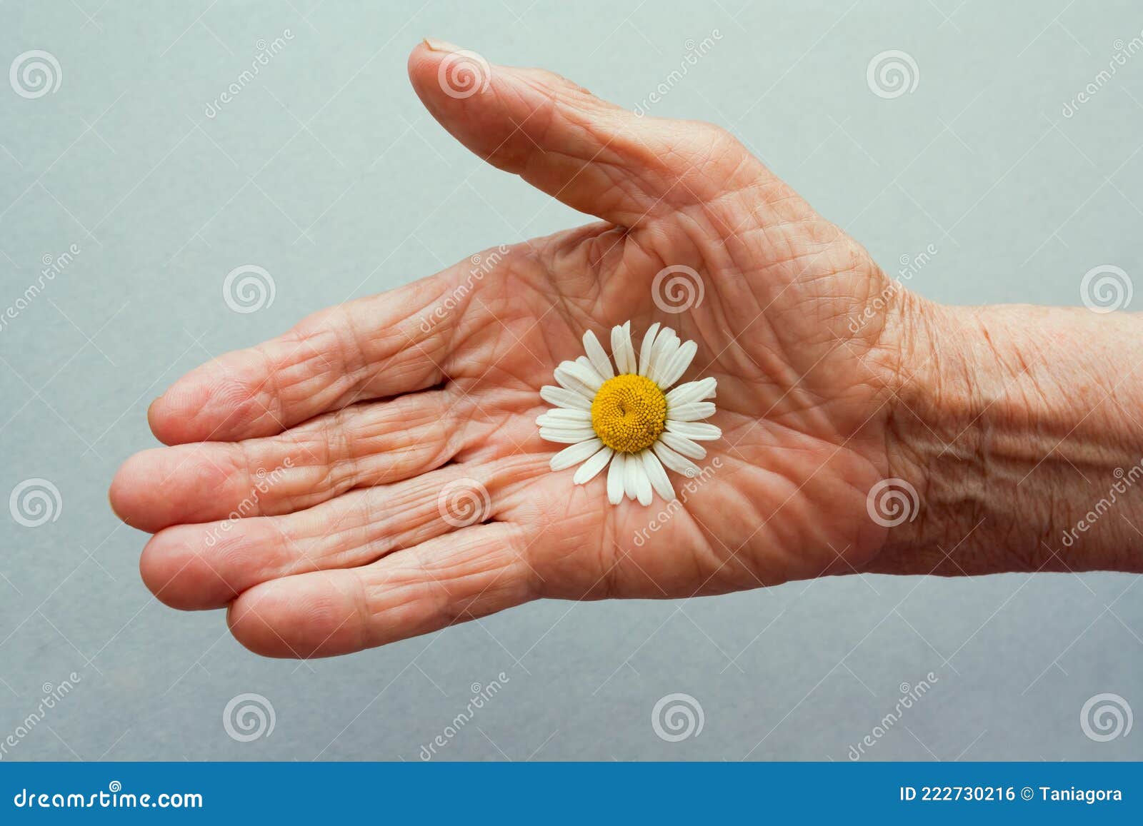 одна рука старухи держа маргаритный цветок. концепция долголетия. день  пожилых людей. Стоковое Фото - изображение насчитывающей женщина,  мозолистые: 222730216