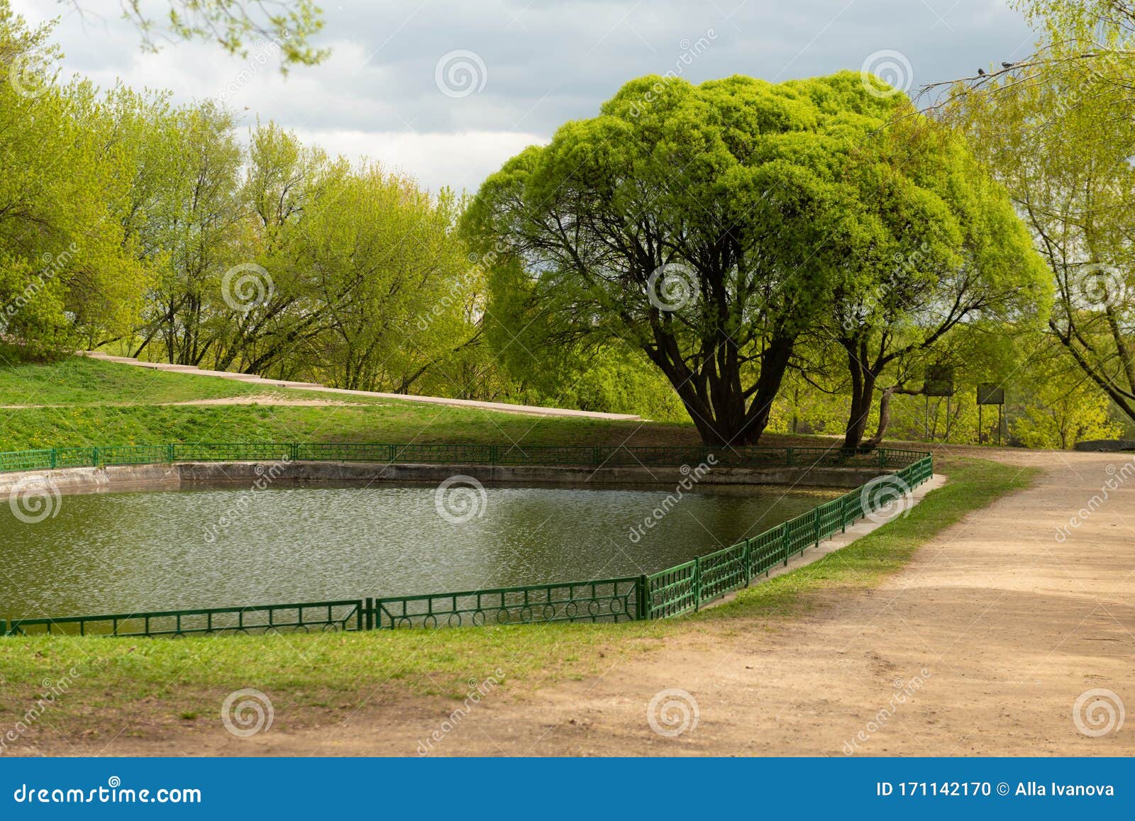 Одно зеленое дерево с плотной листвой и пруд в парке весной. Фон рабочего стола фотографии Стоковое Фото - изображение насчитывающей затишье, сработанность: 171142170