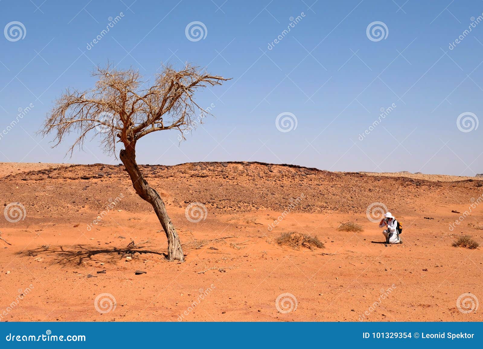 Одно сухое дерево в пустыня Негев Стоковое Фото - изображение насчитывающей  засохлость, парк: 101329354