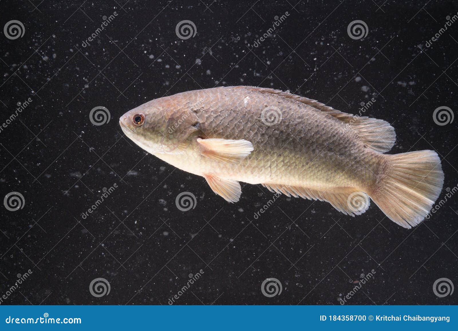 Рыба Анабас Фото