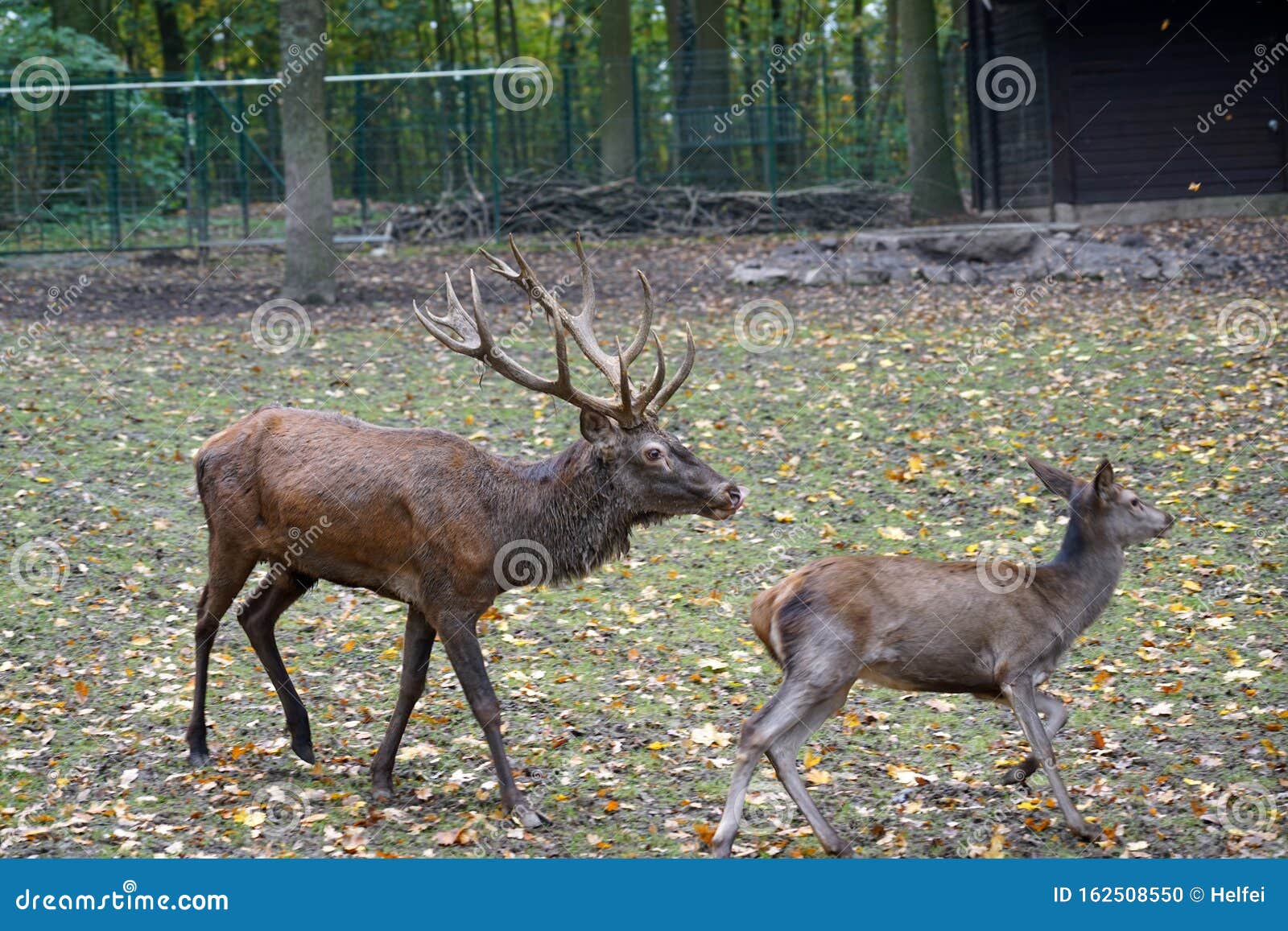 Фото Парных Животных