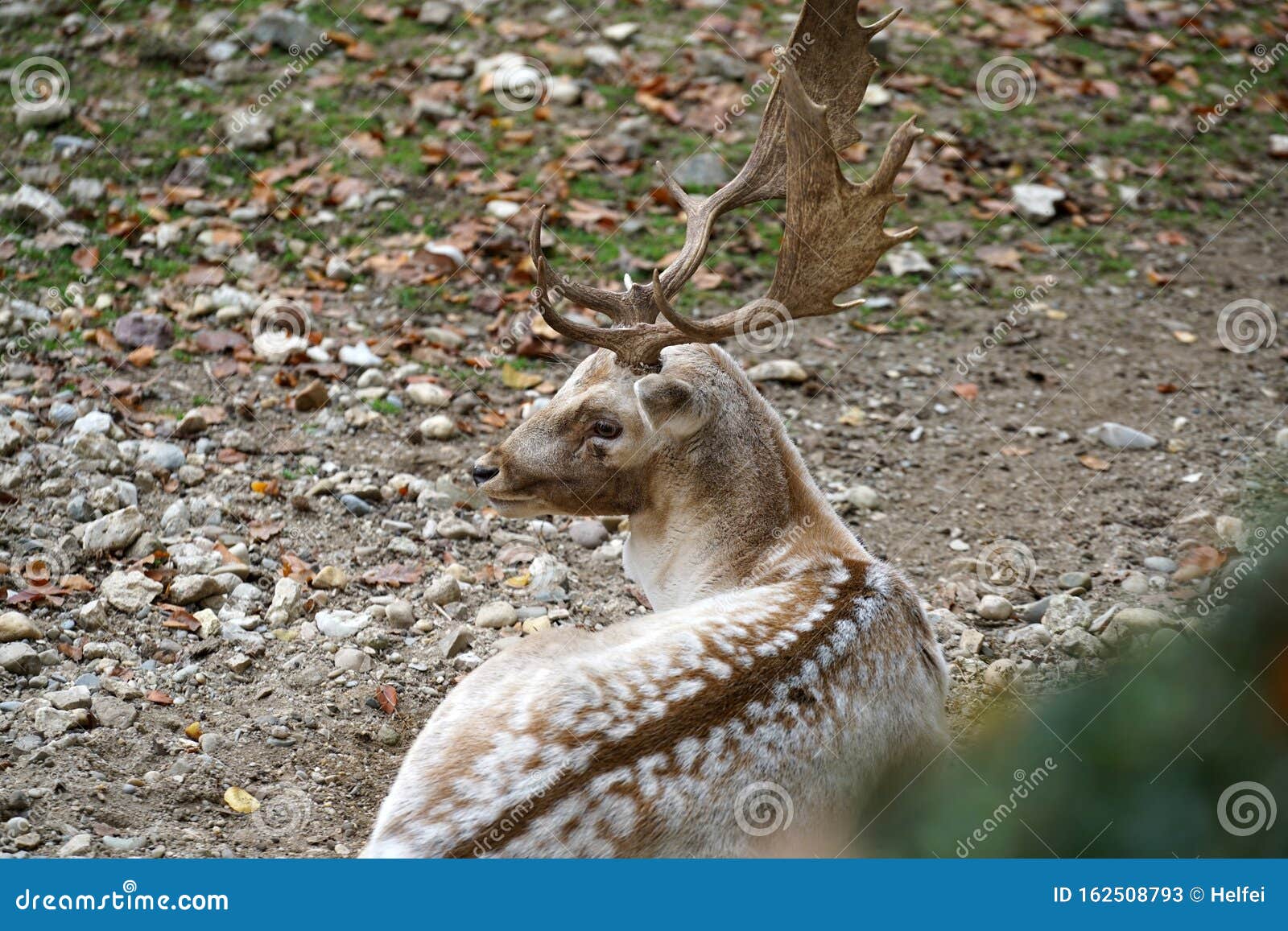 Фото Парных Животных