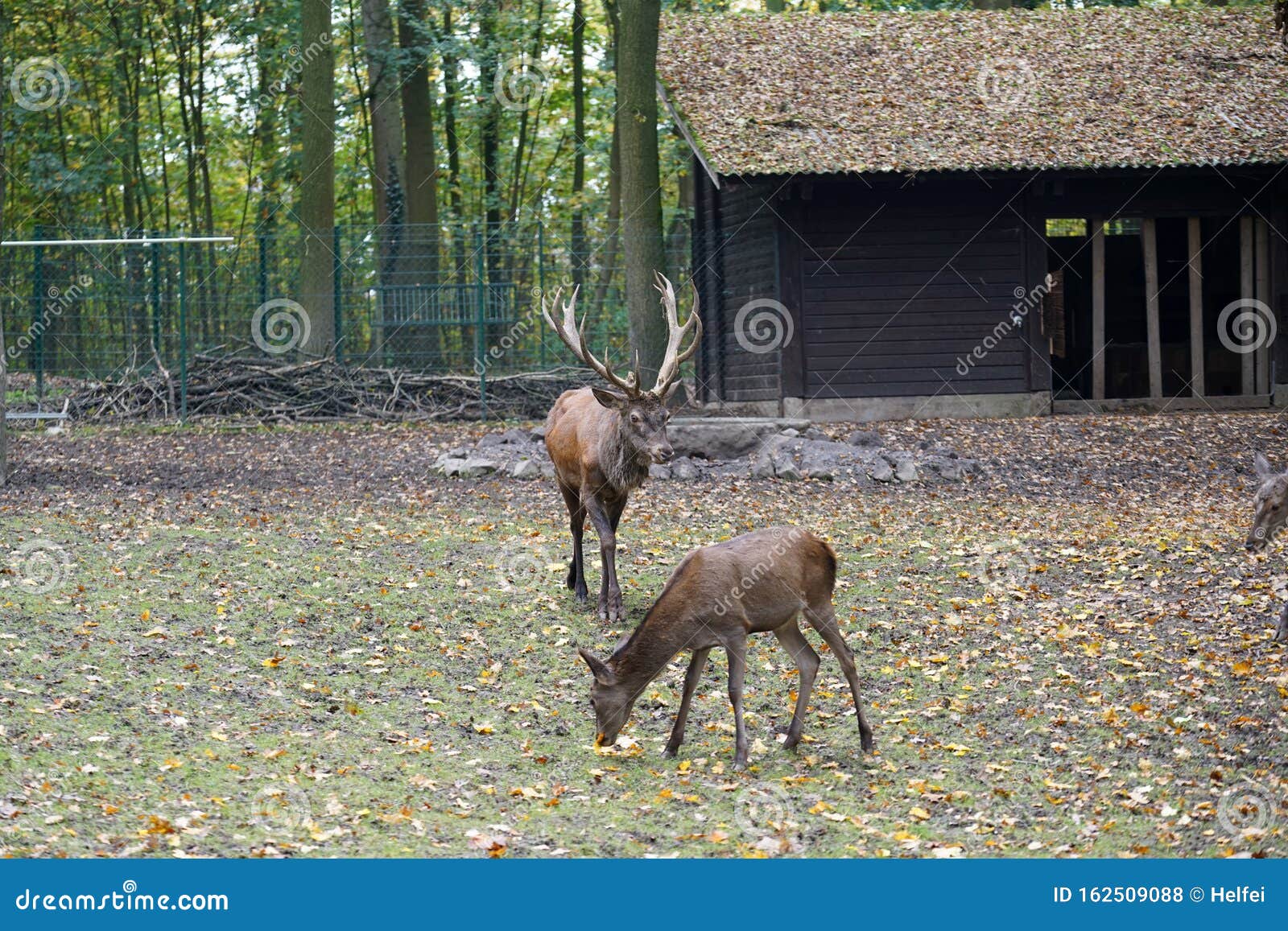 Фото Парных Животных