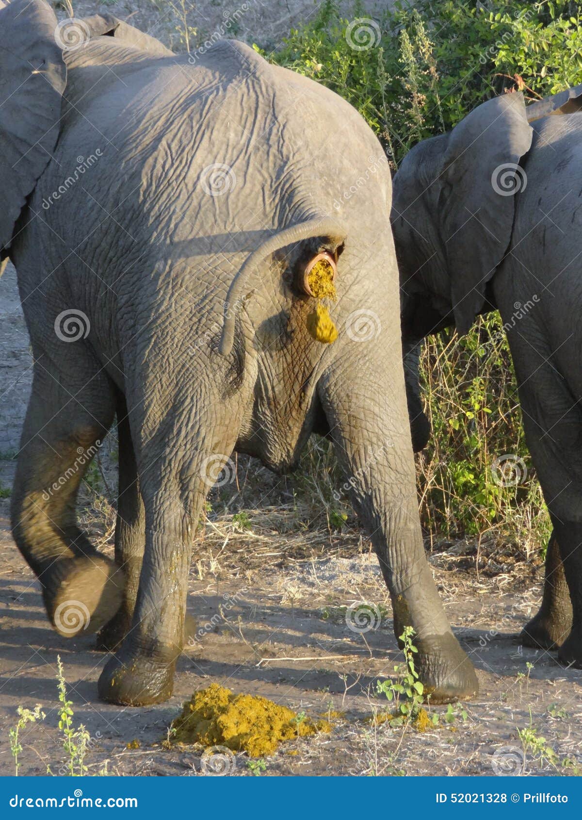 голова человека в жопе у слона фото 25