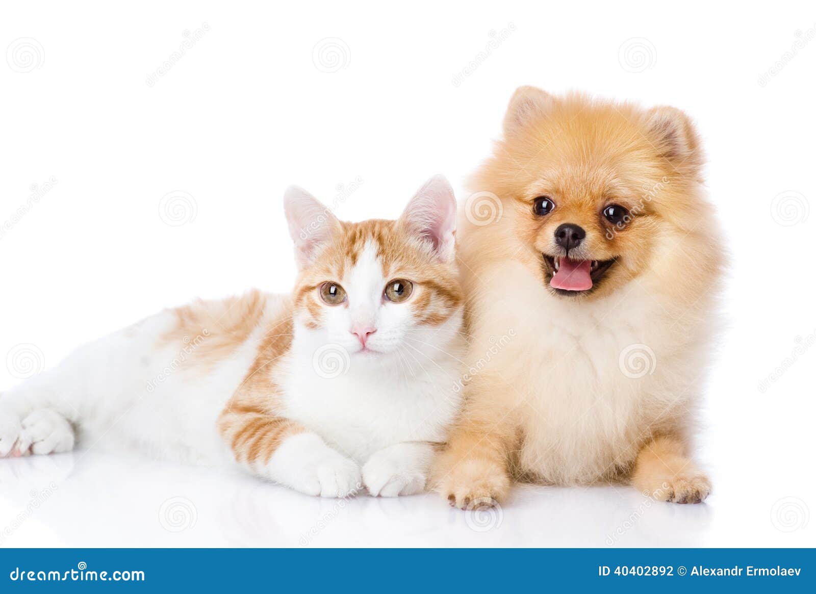 оранжевые кот и собака стоковое фото. изображение насчитывающей бело -  40402892
