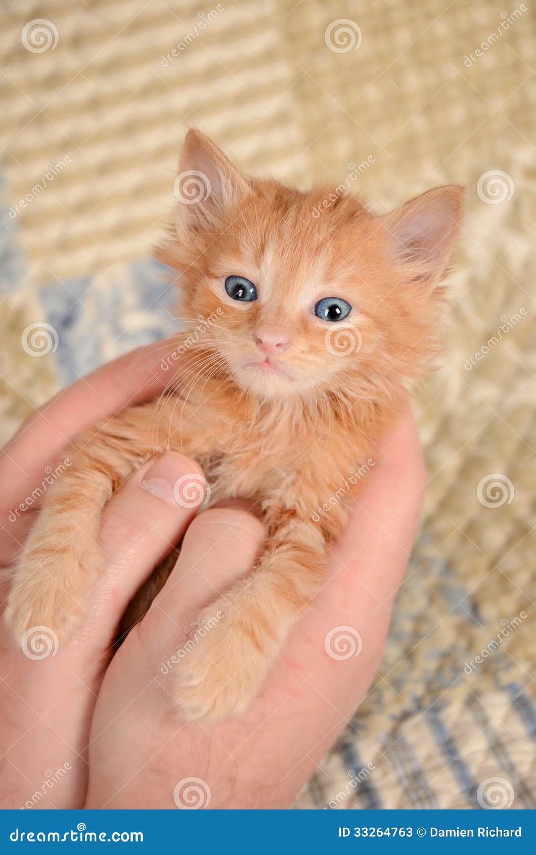 Оранжевый котенок в руках стоковое изображение. изображение насчитывающей  руки - 33264763