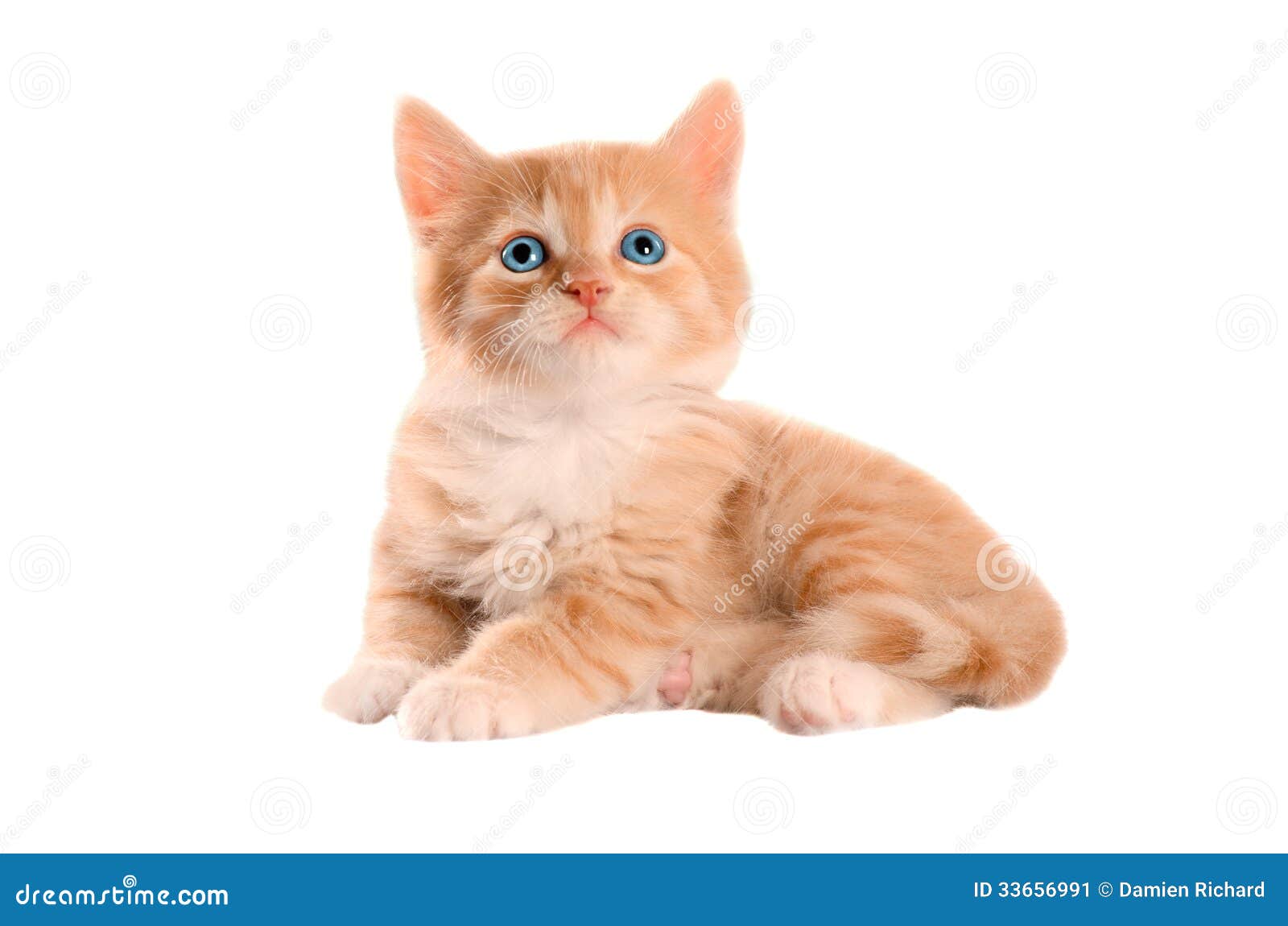 Оранжевый котенок с голубыми глазами Стоковое Изображение - изображение  насчитывающей мило, киска: 33656991
