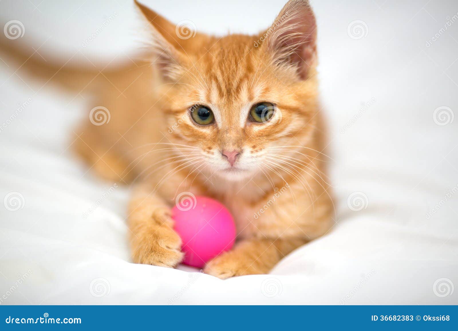 Оранжевый котенок с шариком Стоковое Изображение - изображение  насчитывающей любопытство, котенок: 36682383