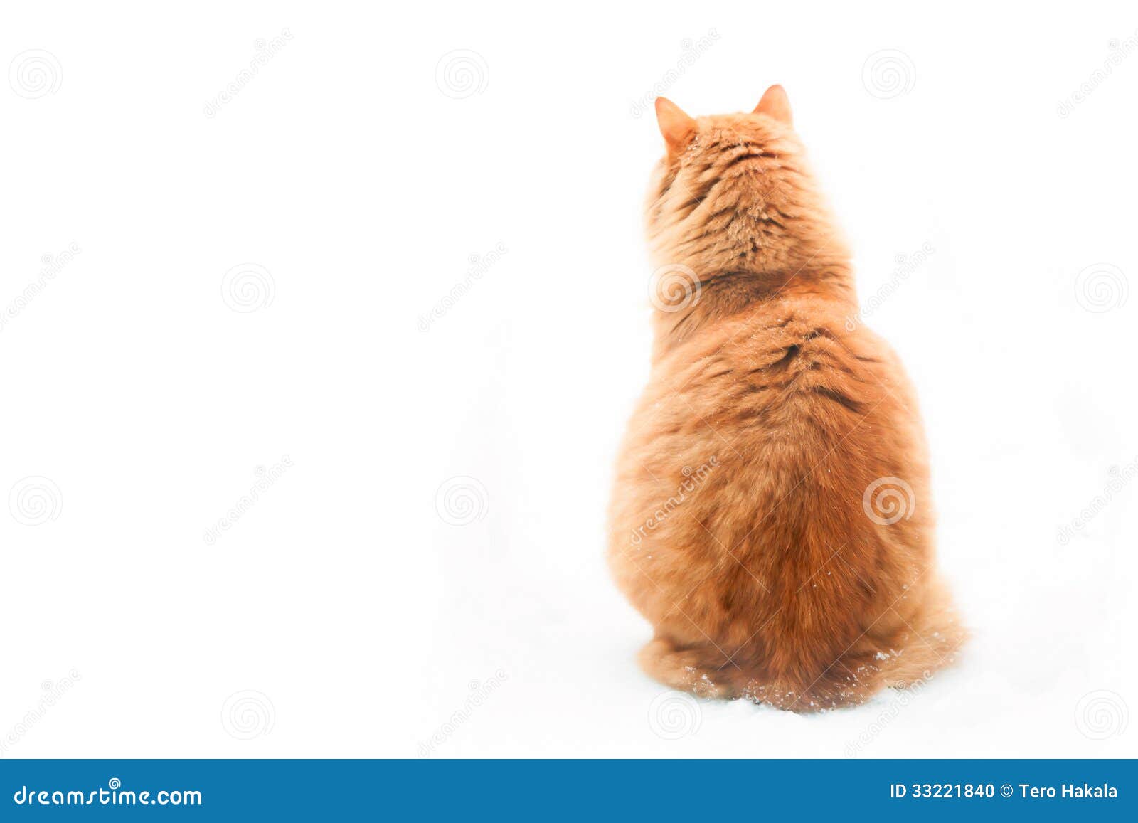 Кот сидит спиной