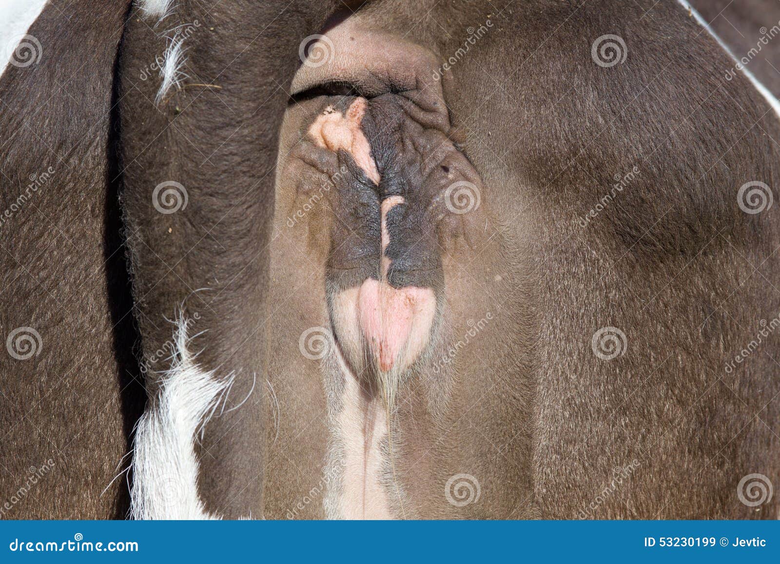 zoo miami in 2021 Animals beautiful, Cute baby animals, Baby animals