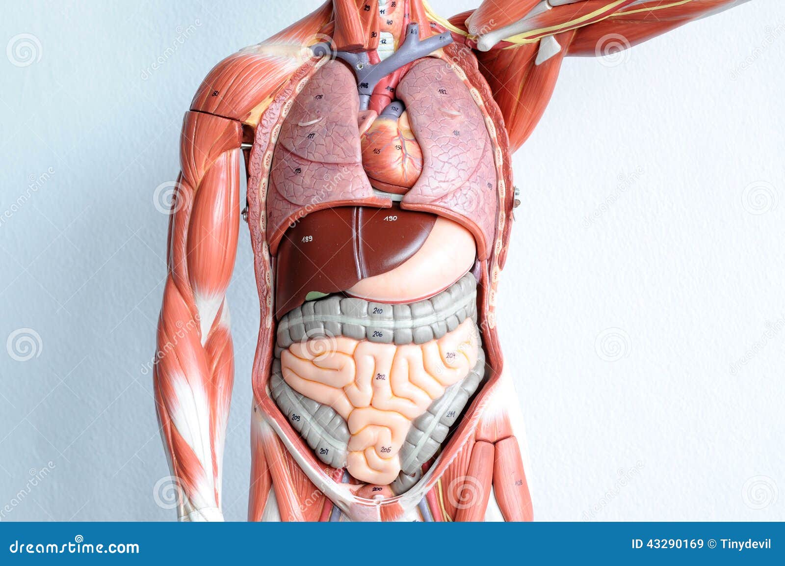 Что находится внутри человека видео Vista Anteriore Del Corpo Umano Fotografie stock e altre immagini di Diaframma