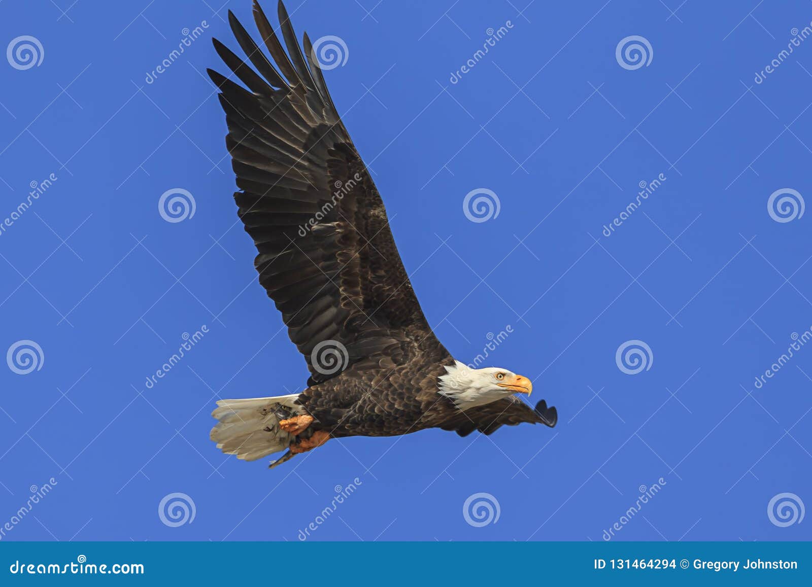 Bald eagle saved by Arizona couple recovers from poisoning Bald eagle, Eagle pic