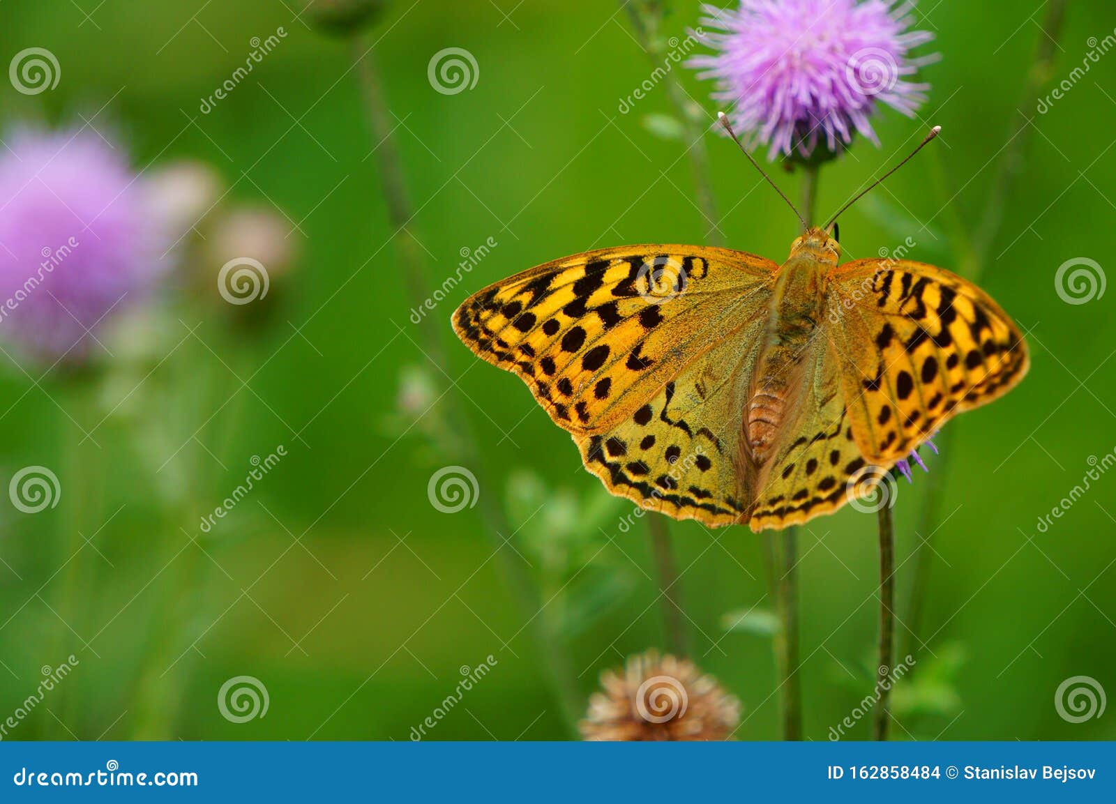 Оригинальные фотографии из жизни бабочек Естественный фон Стоковое Фото -  изображение насчитывающей бабочка, цветы: 162858484