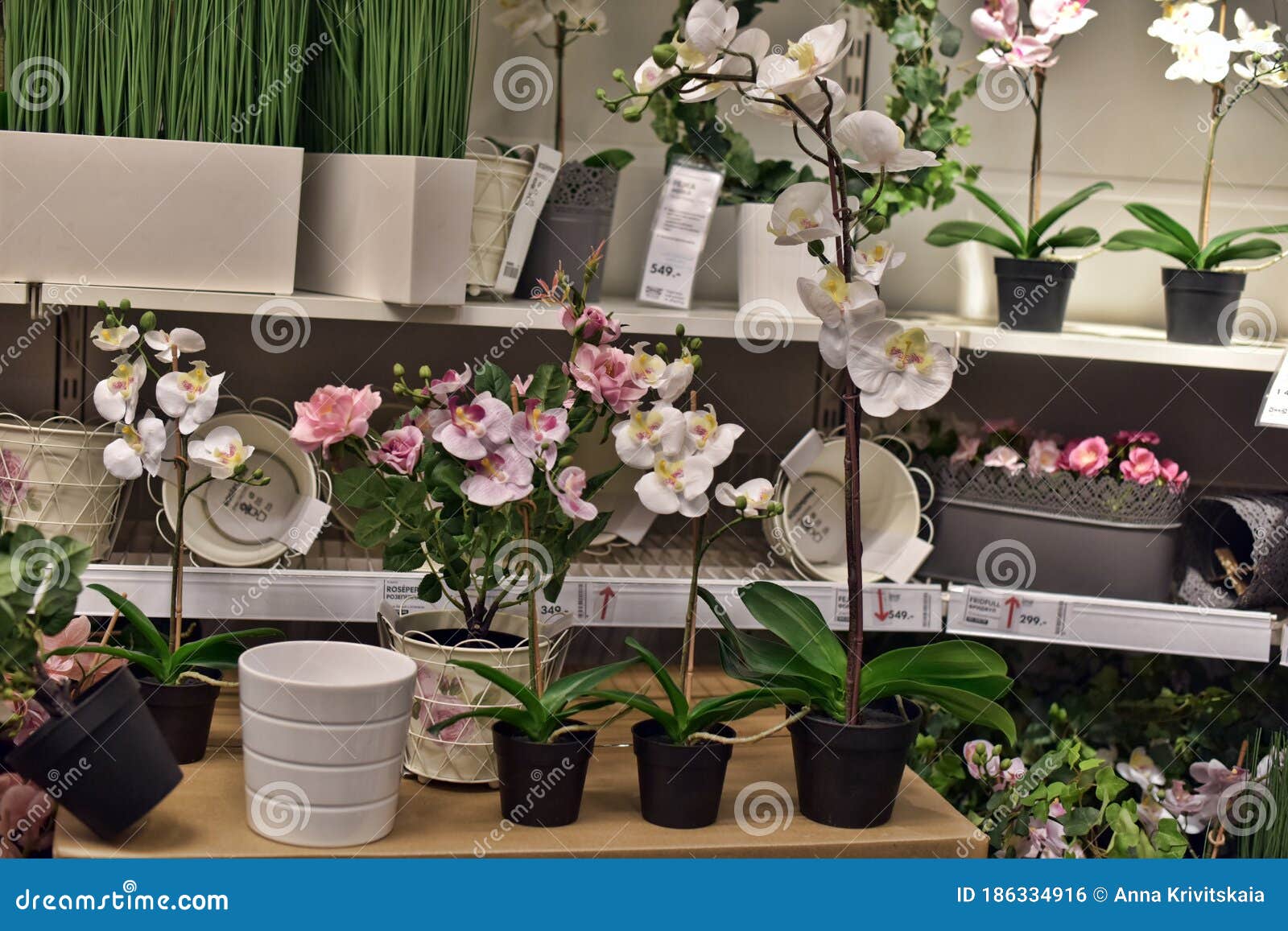 Магазин Орхидей Фото