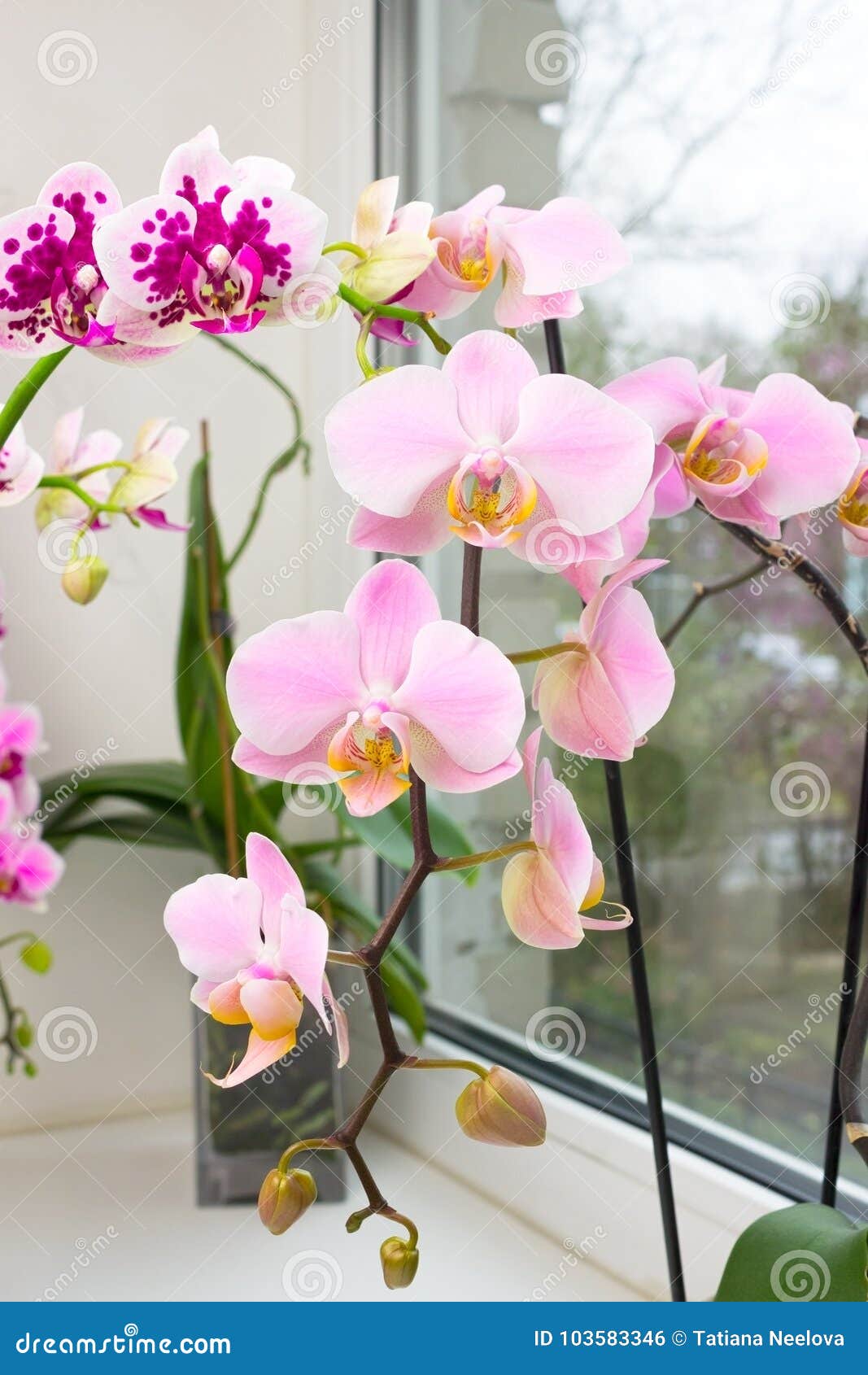 Орхидея На Окне Фото Орхидея На Окне Фото