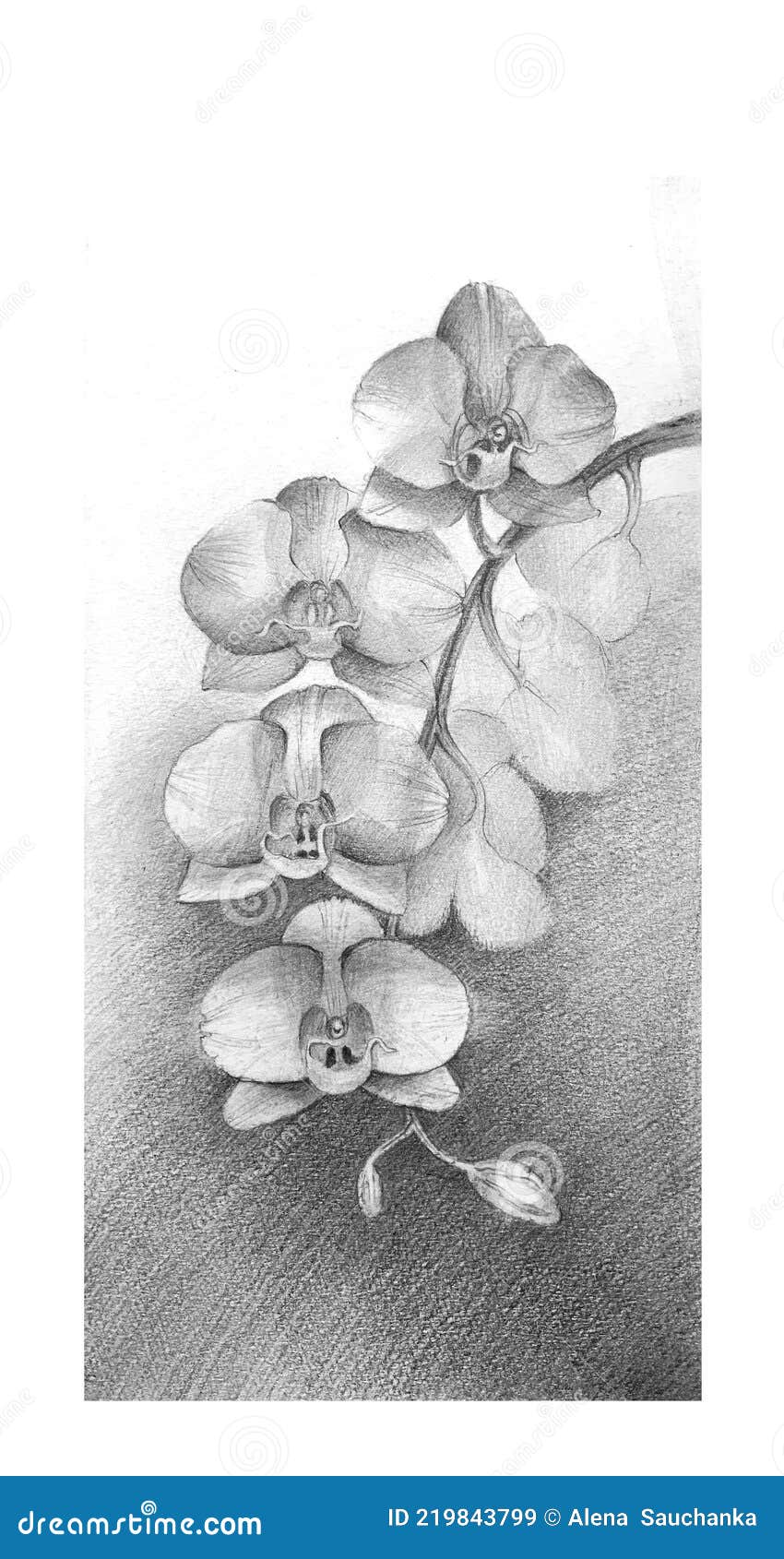 орхидеи или фалаэнопсис цветы карандаш штриховка рисунок Иллюстрация штока  - иллюстрации насчитывающей мило, витиеватый: 219843799