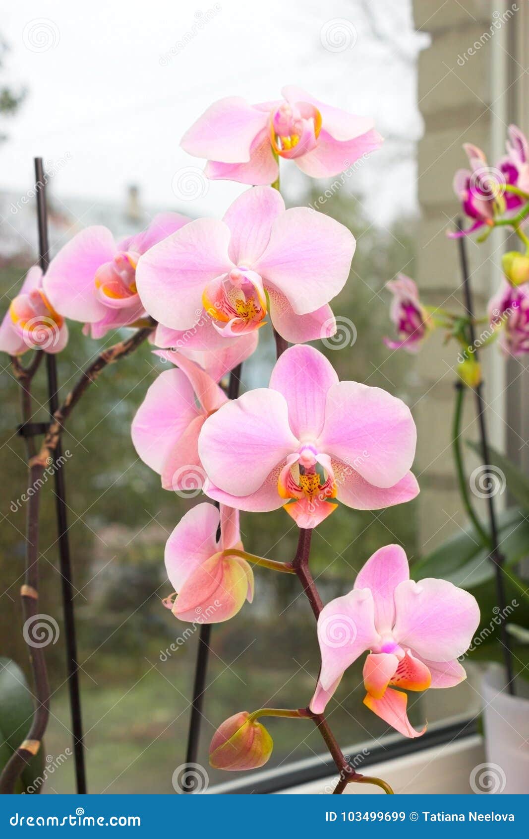 Орхидея На Окне Фото Орхидея На Окне Фото