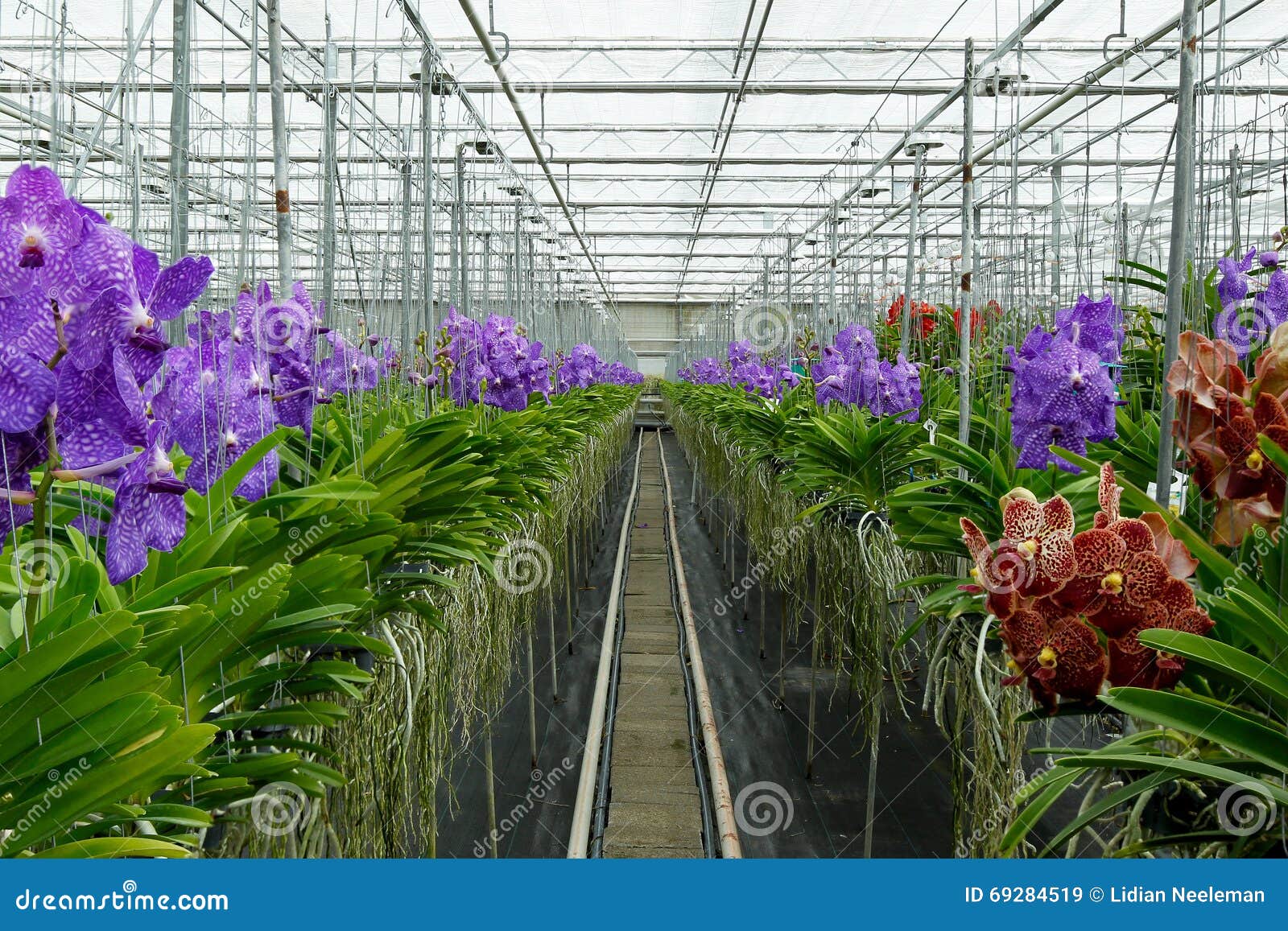Теплица орхидей в пушкино. Орхидея Тепличная.