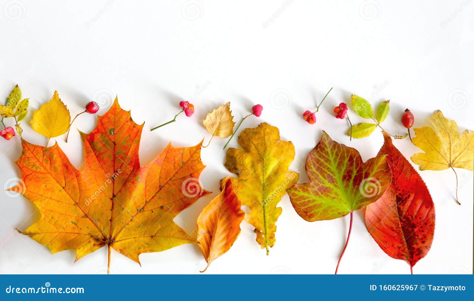 Фото Осенних Листьев На Белом Фоне