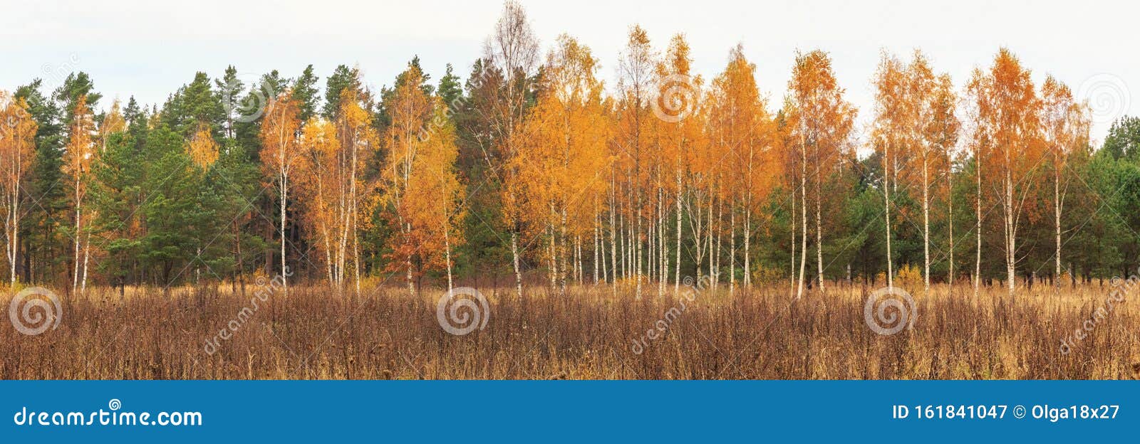 Солнечный Осенний Лес Фото Солнечный Осенний Лес Фото