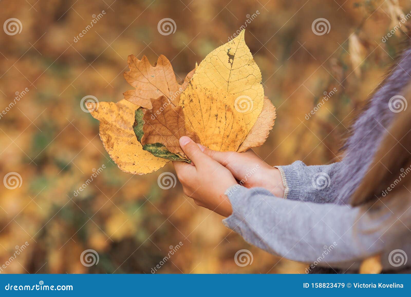 Скачать Фото Осеннего Листа
